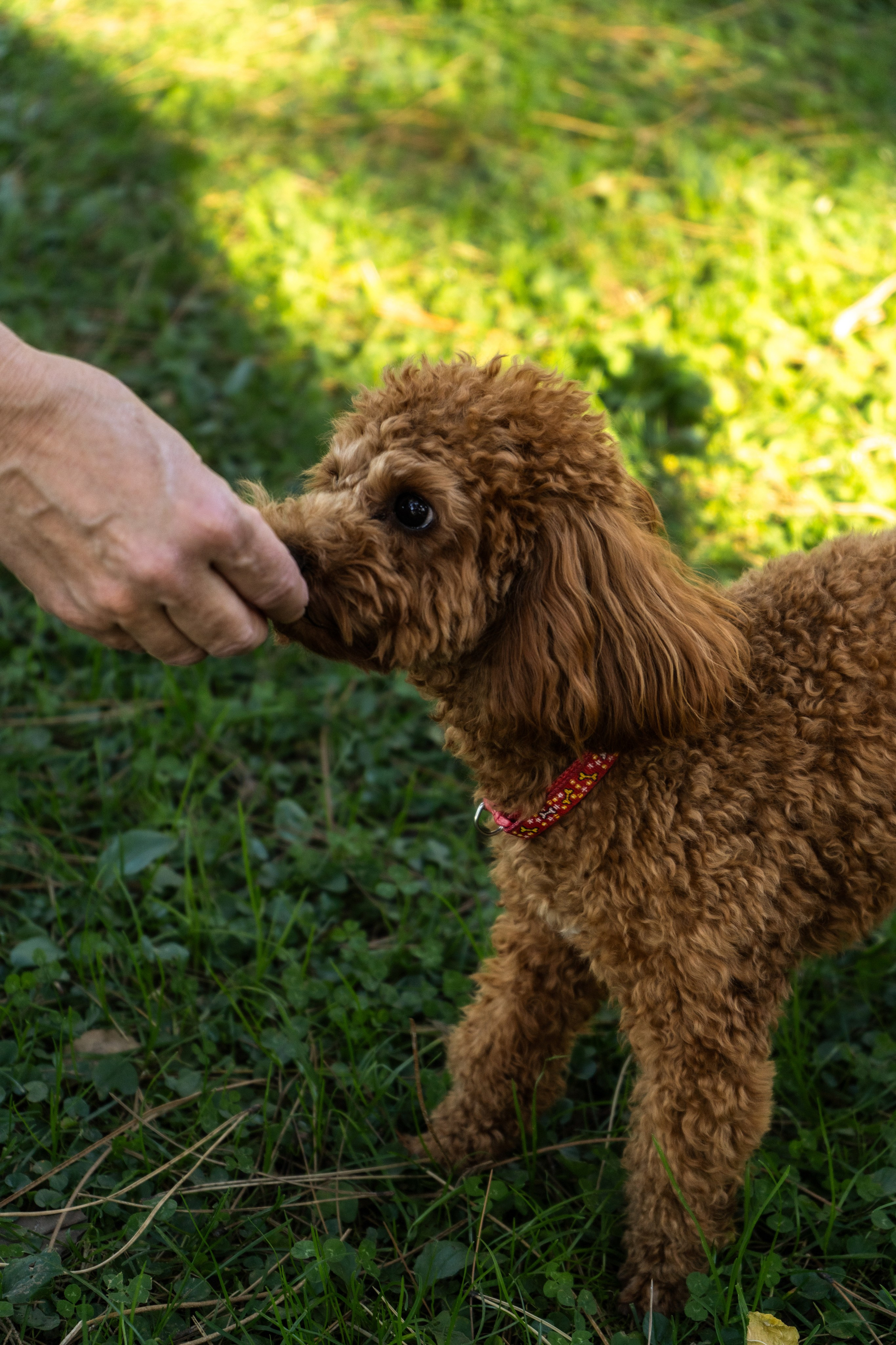 Pets. Makaroshkassirom — photographer in Minsk