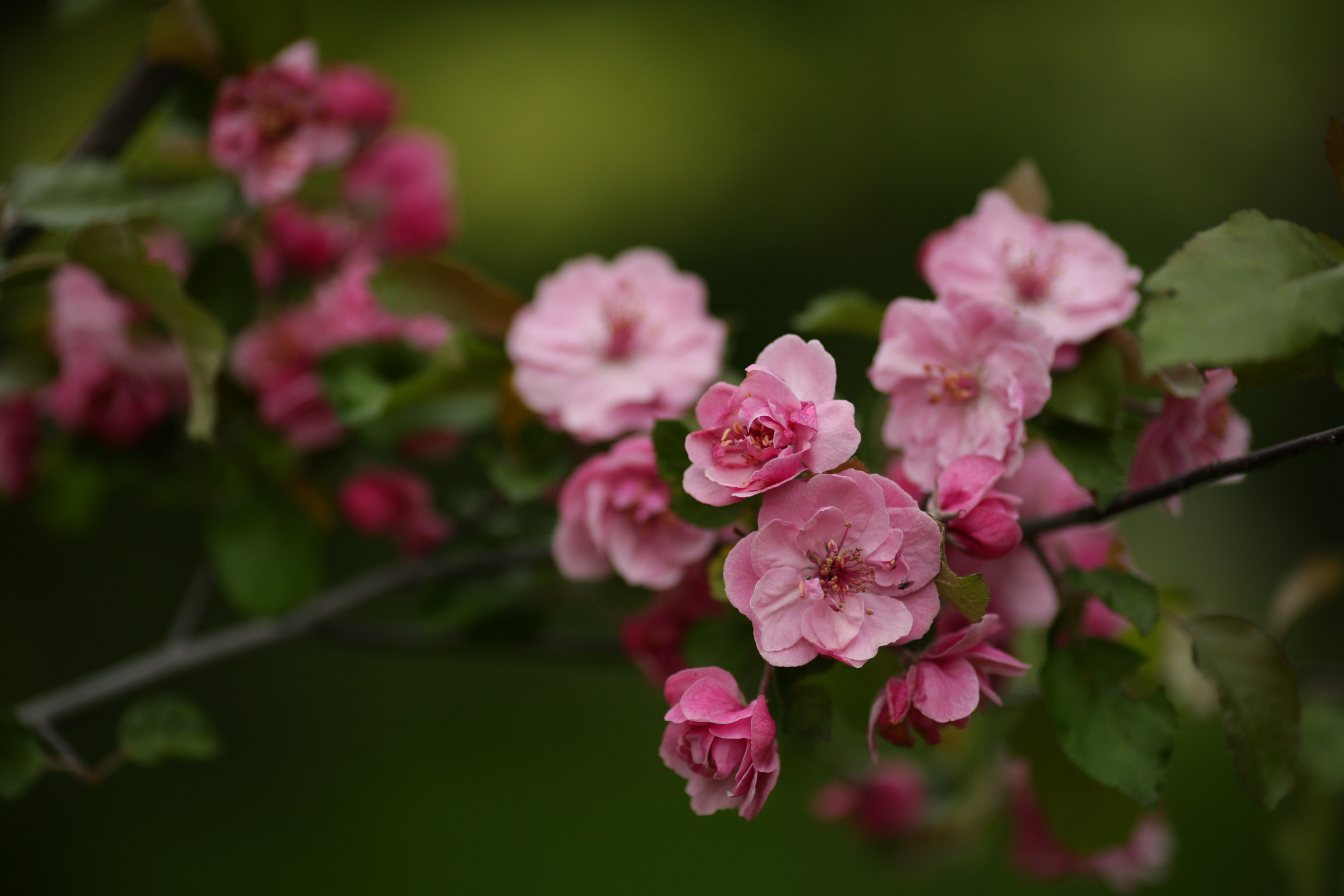 Розовые яблони: Маша. Свадебный и репортажный фотограф (Москва, Королев и другие)