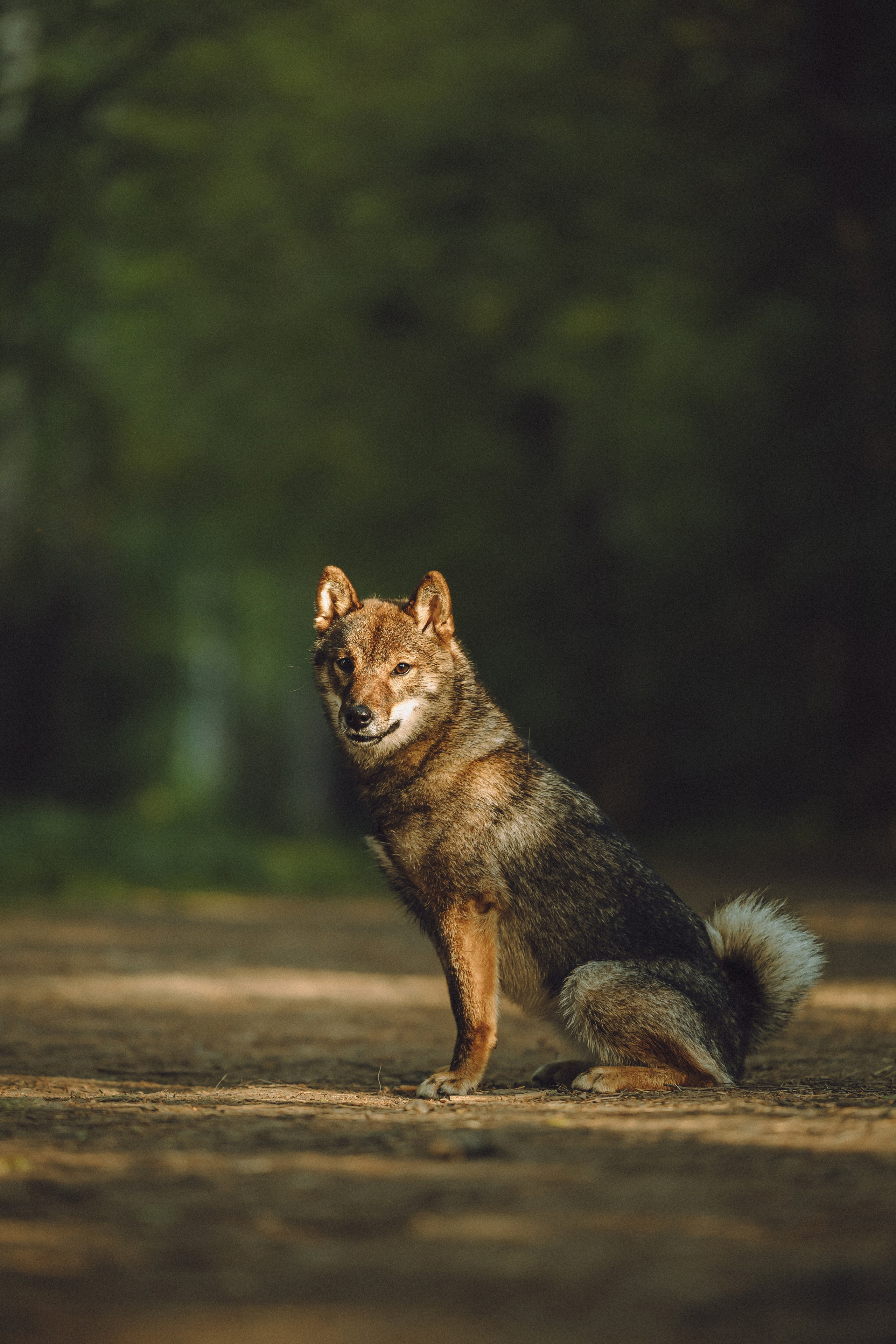 Шед, Цири, Чиби, Цера и их семья