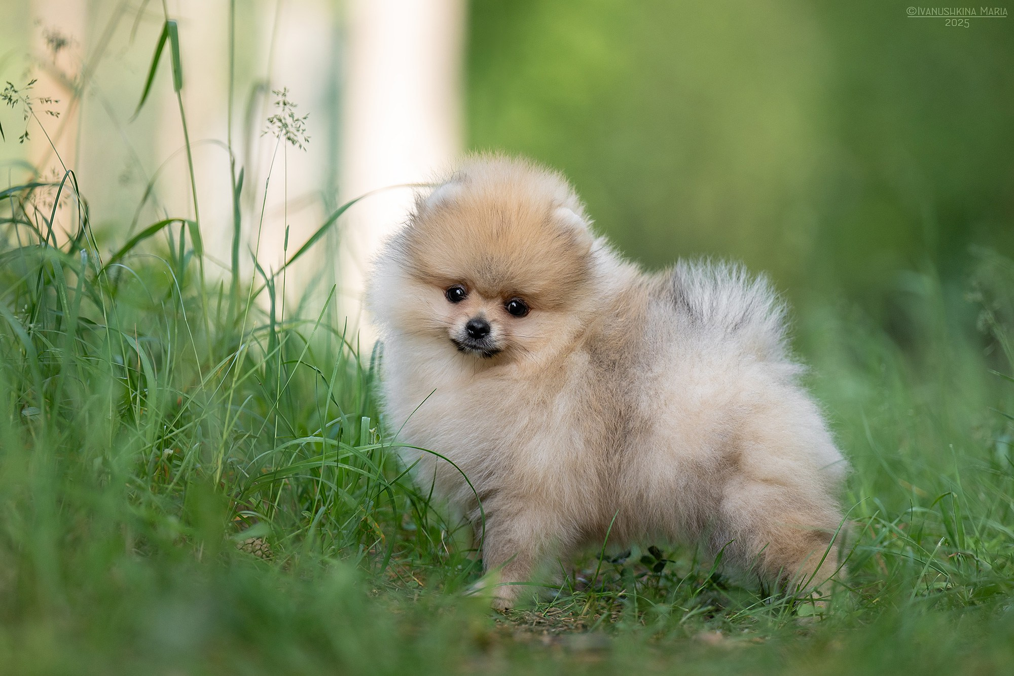Фотосессия щенков на продажу. Фотограф собак в Москве и Московской области Иванушкина Мария