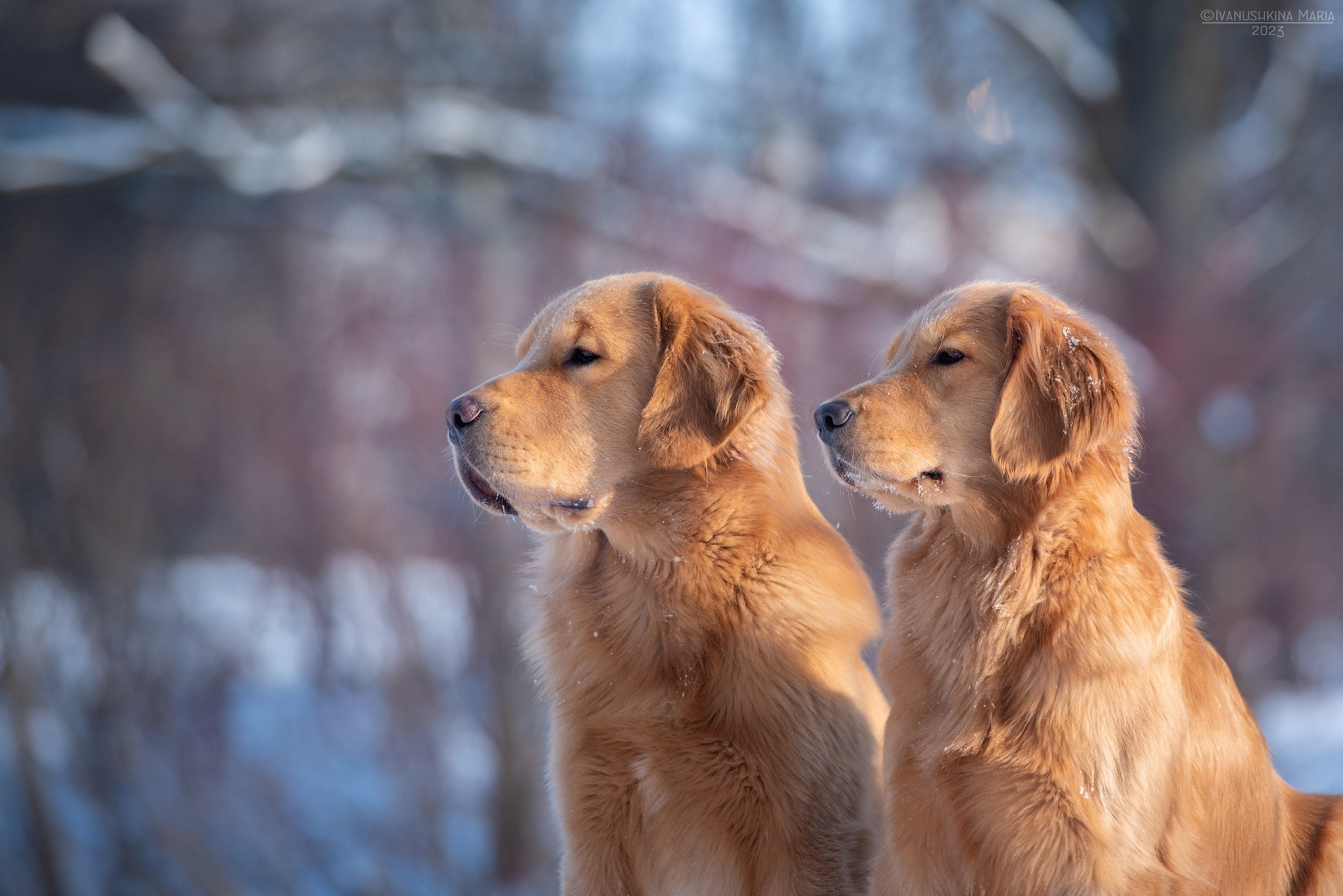 Фотограф-анималист. Фотограф собак в Москве и Московской области Иванушкина Мария