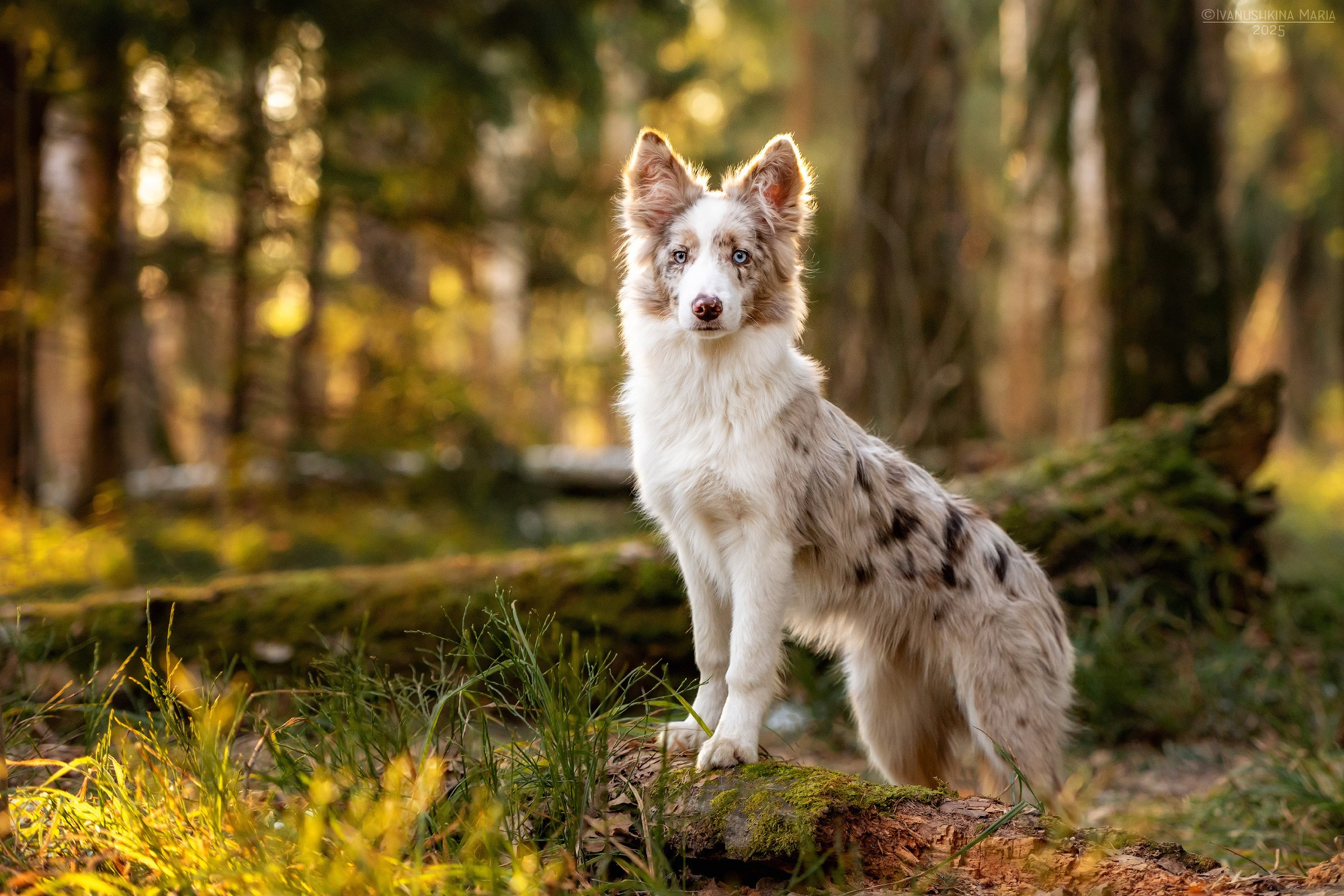 бордер колли в лесу
