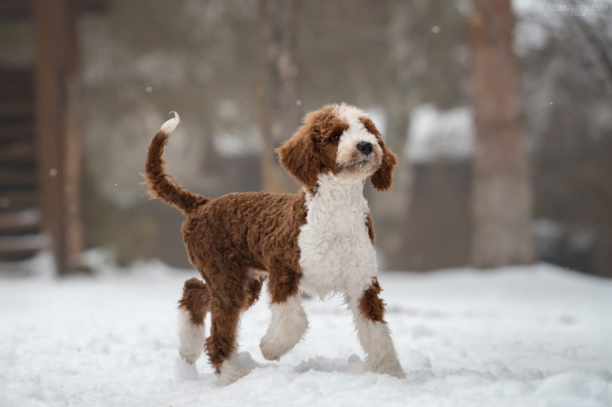 Фотограф-анималист. Фотограф собак в Москве и Московской области Иванушкина Мария
