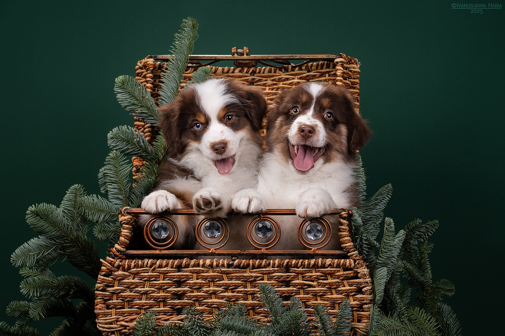 Фотосессия щенков на фонах. Фотограф собак в Москве и Московской области Иванушкина Мария