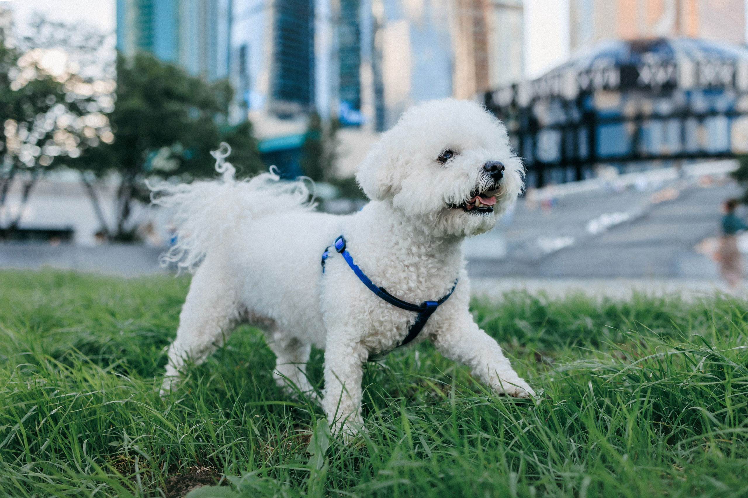 Марина, Данил и Бруно. Фотограф-анималист Елена Радченко, Москва