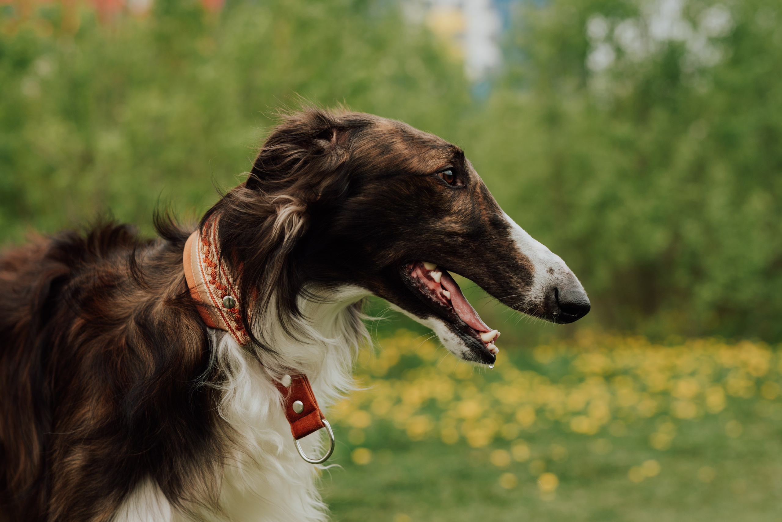 Фотовыходные с питомцами Мурино. Фотограф в Санкт-Петербурге и Ленинградской области