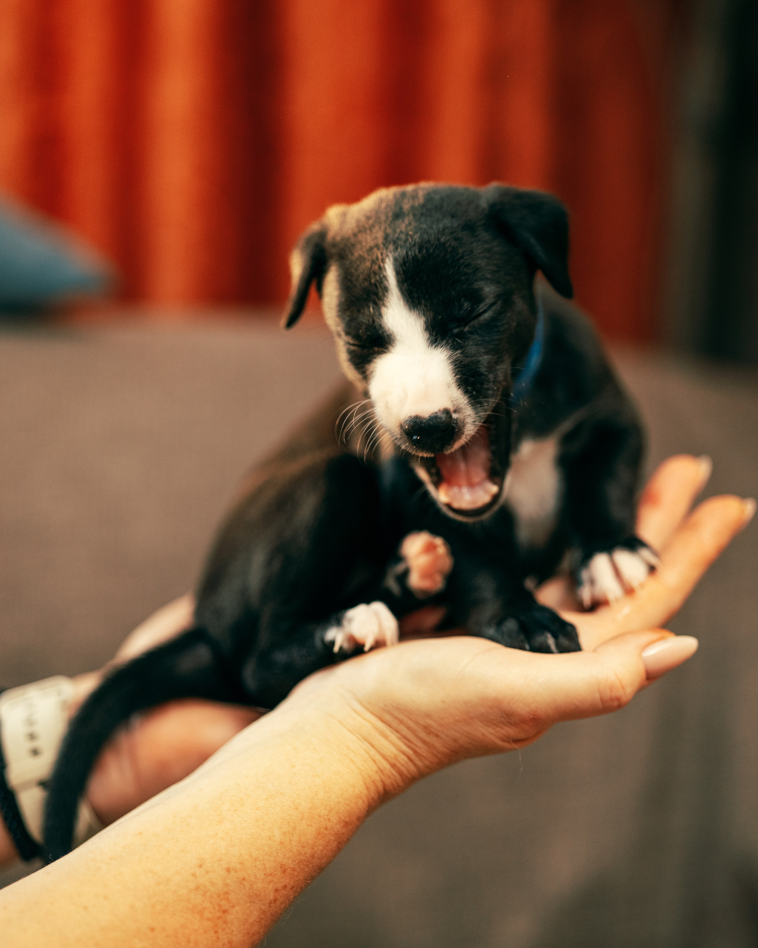 Щенки. Анна Самохина. Фотограф. Москва