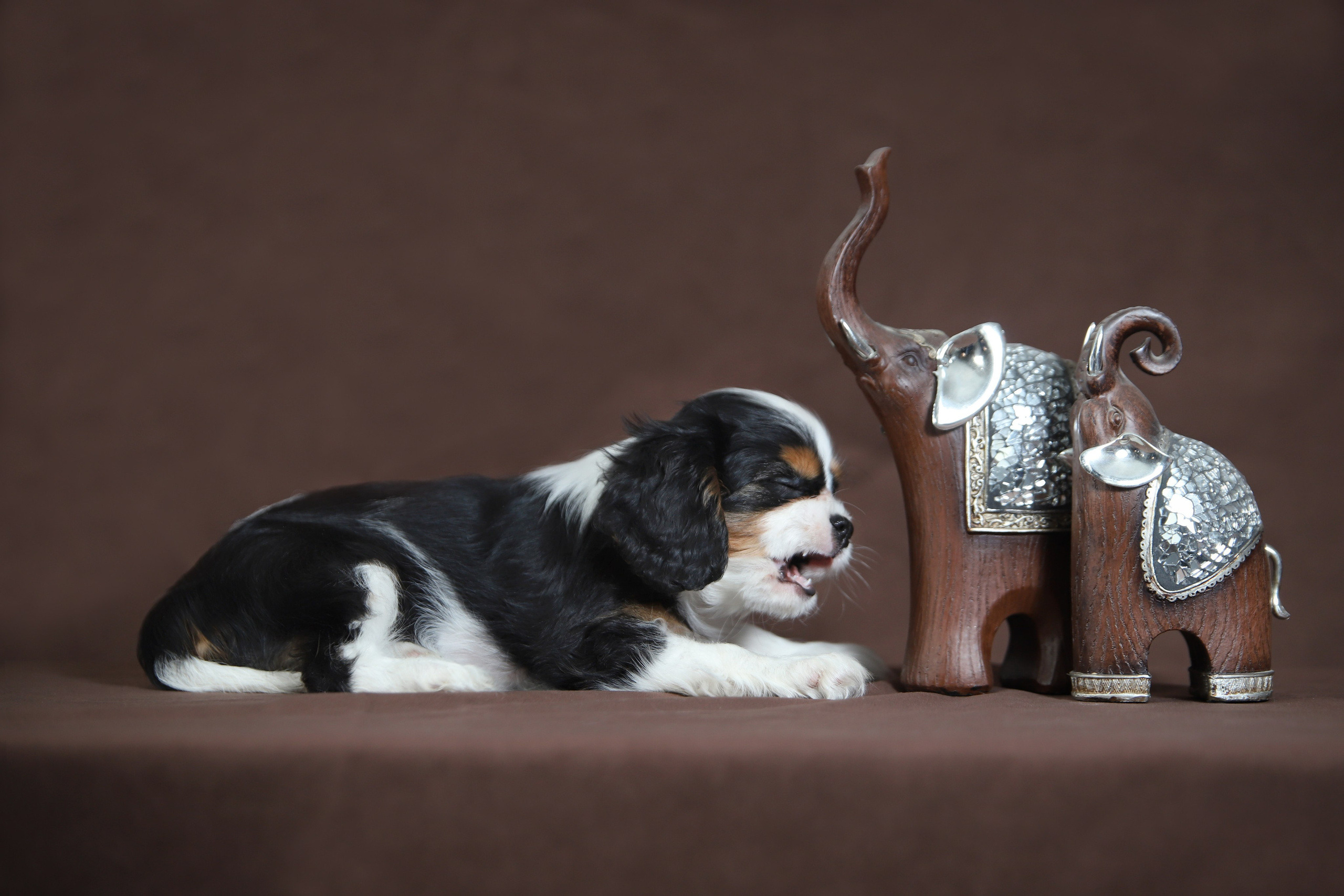 КАВАЛЕР КИНГ ЧАРЛЬЗ СПАНИЕЛЬ. Юлия Микульская. Рыбинск