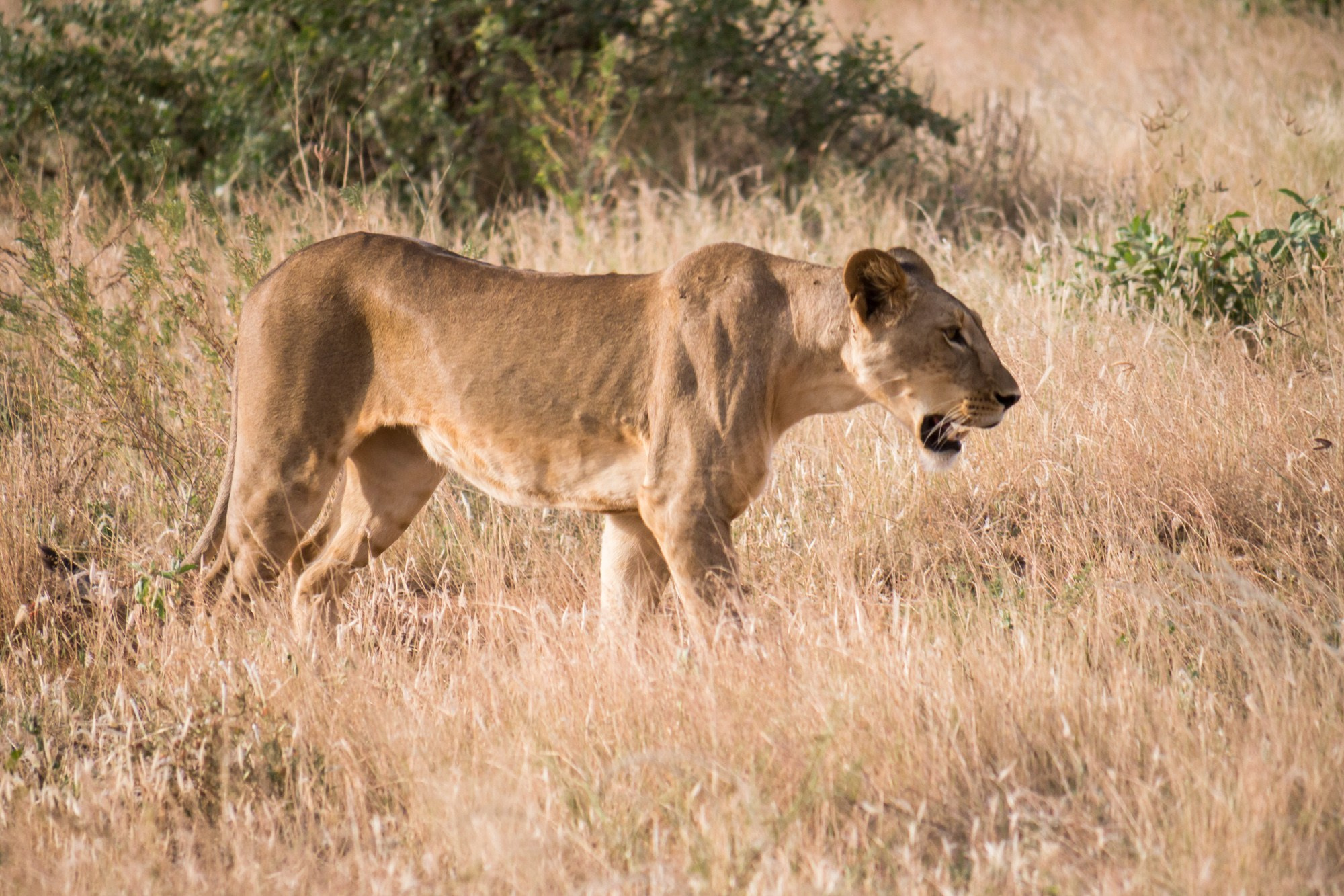 Африка. Кения. Фотосъёмка животных в африканской саванне. Фотограф Алексей Скоробогатько