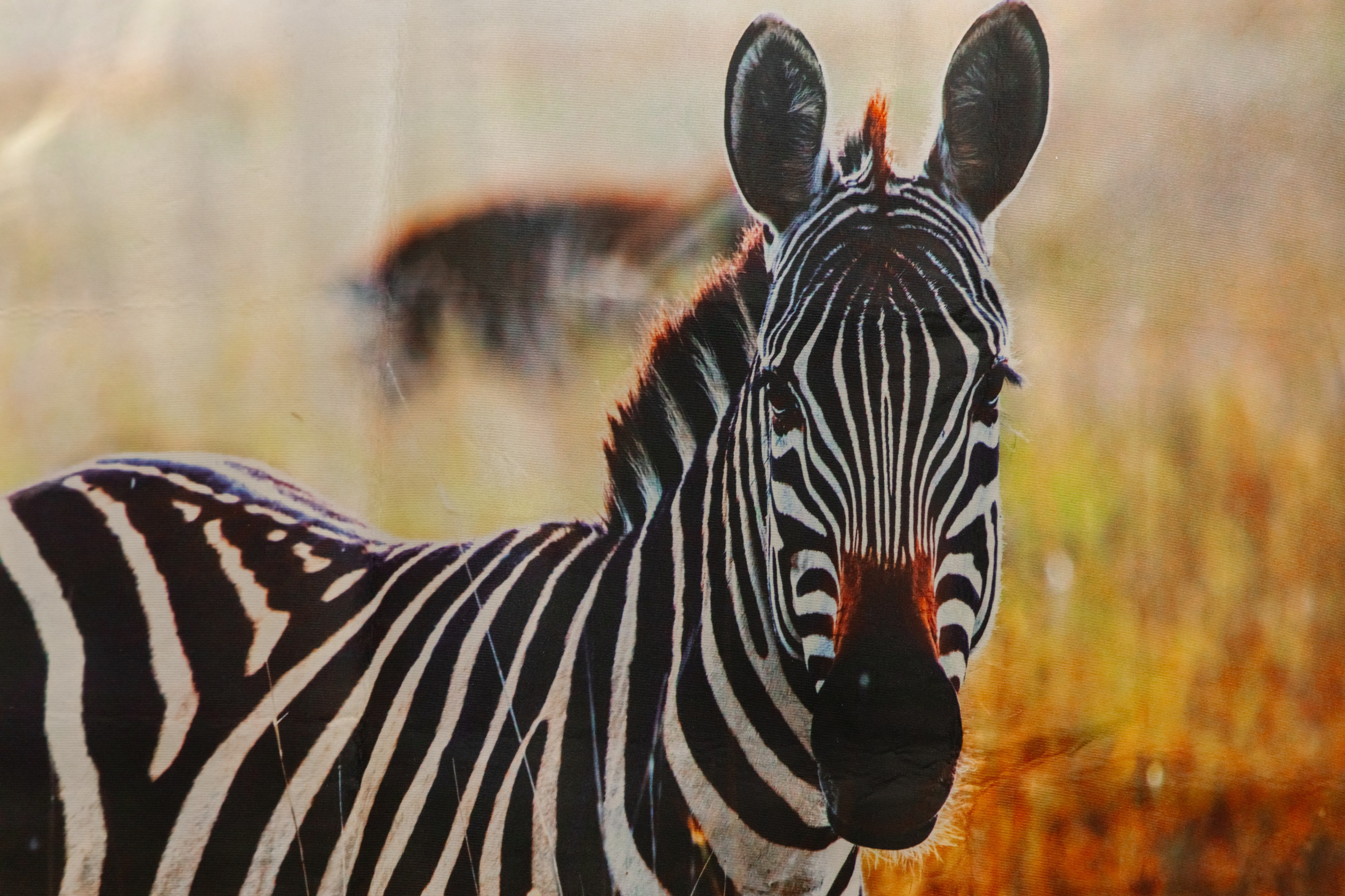 Фотосъемка делегации Посольства Зимбабве в Минске. Свадебный фотограф в Минске/Беларуси Сергей Спиридонов