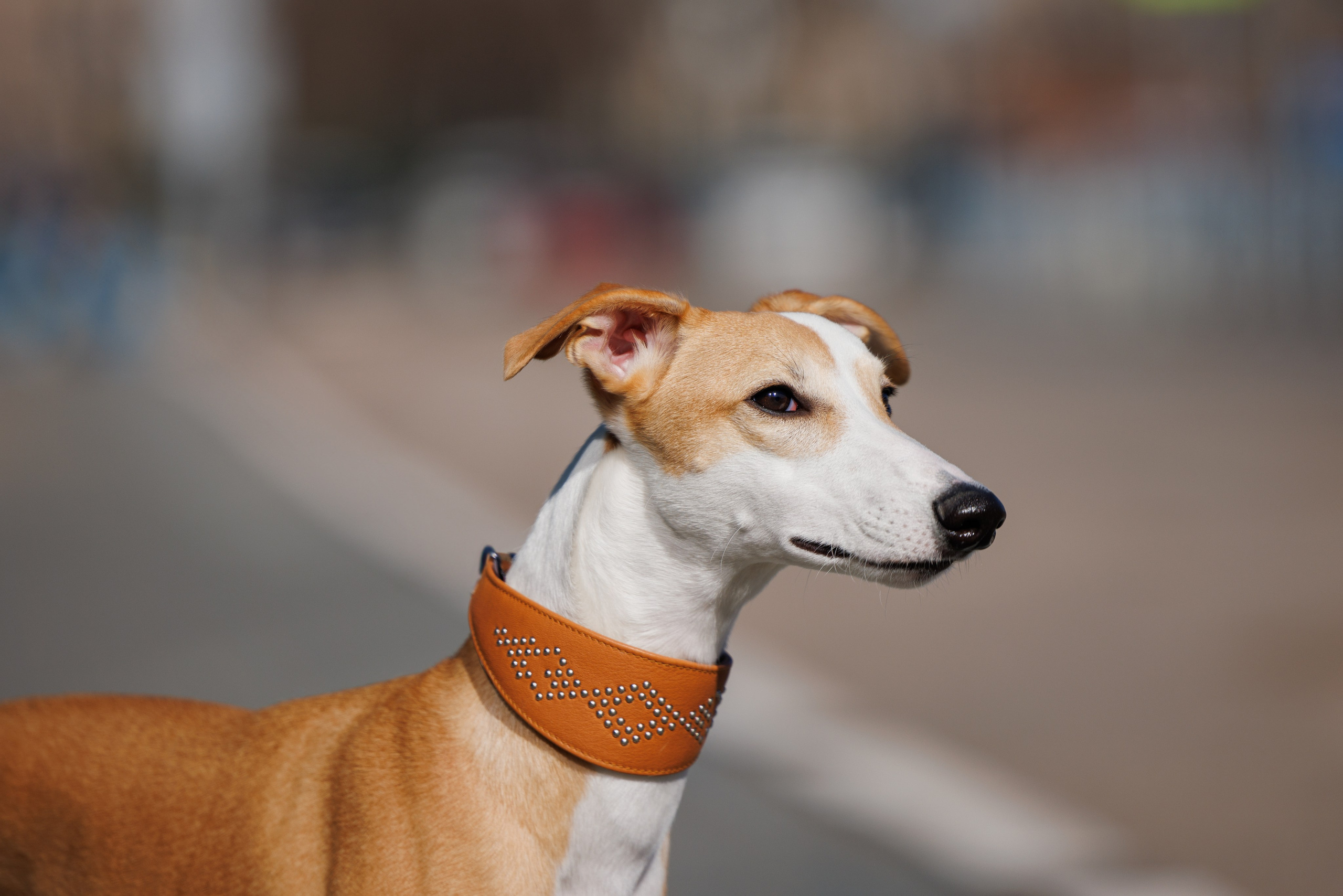 Сфера и Крокус 8,9,16 и 30.03.2025. Фотограф-анималист Юлия Германика