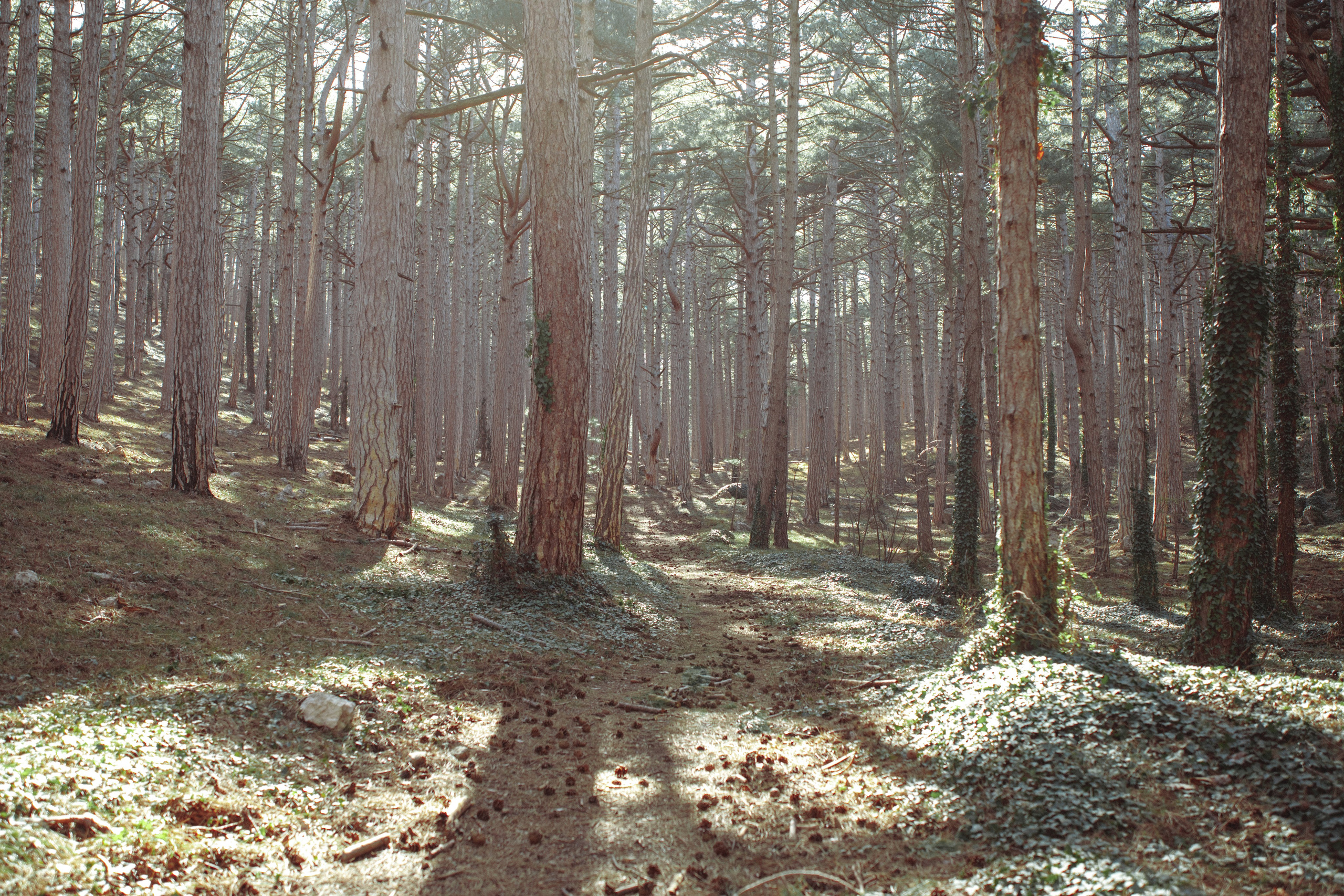Nature. Артем Корнев Фотограф