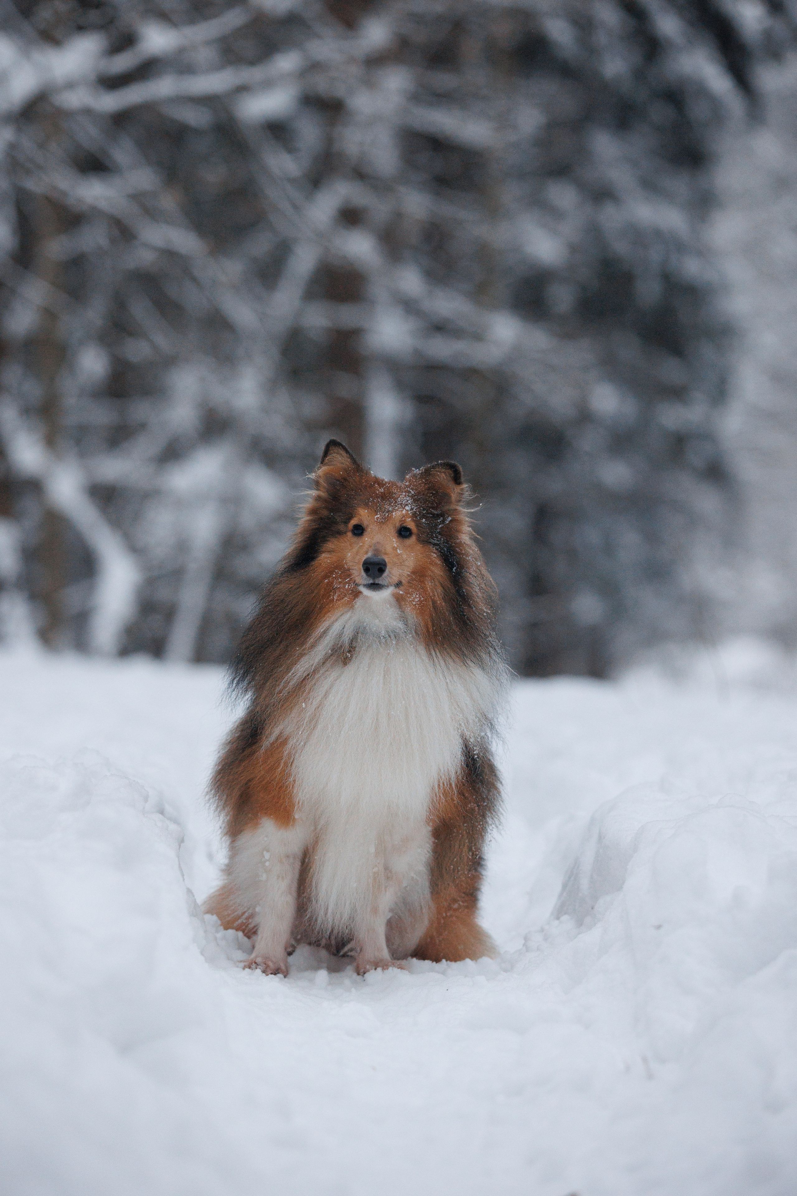 Даша и компания. Фотограф анималист Кристина Карпова, Москва