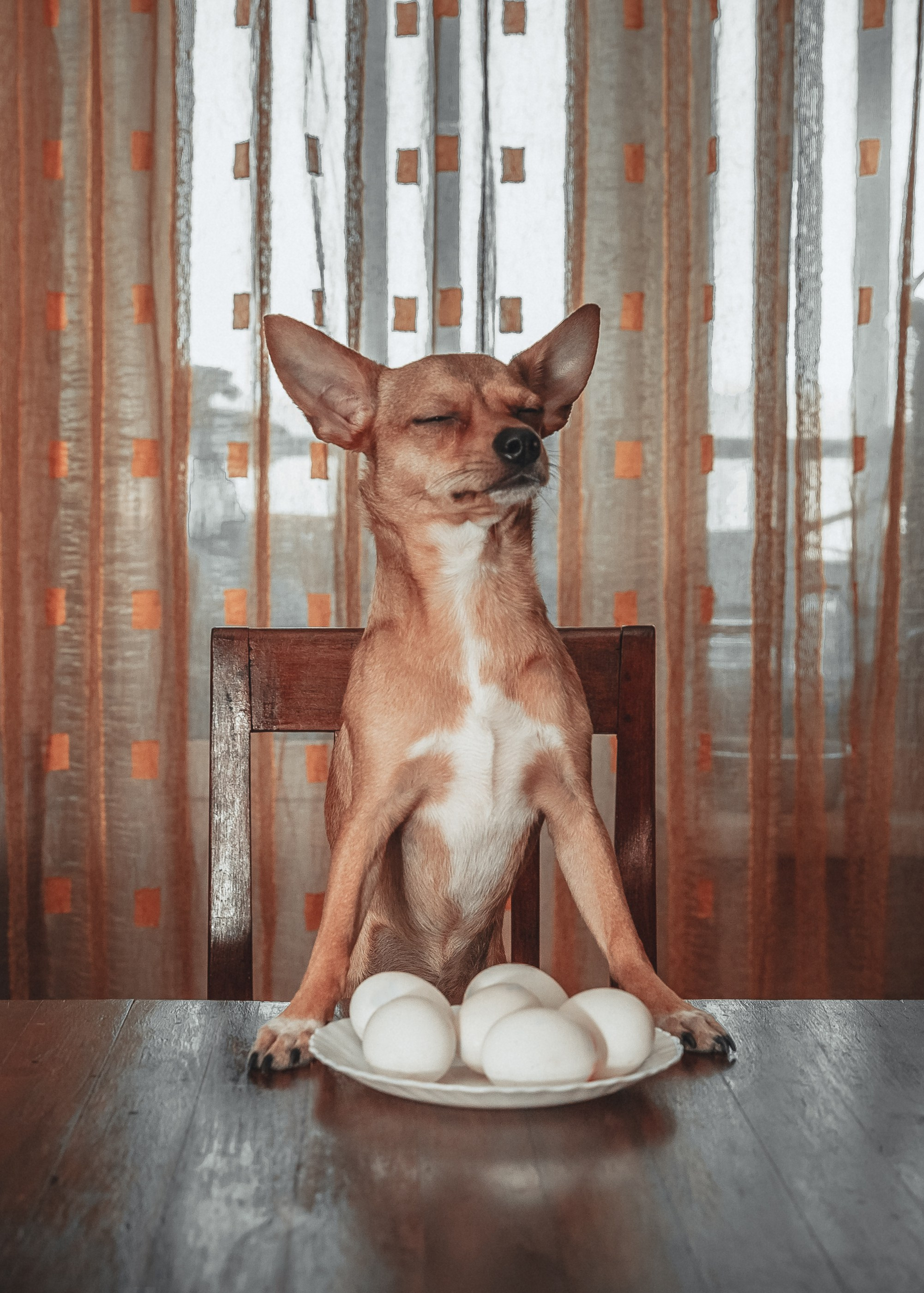 Animals and pets. Visual artist Olga Burmistrova