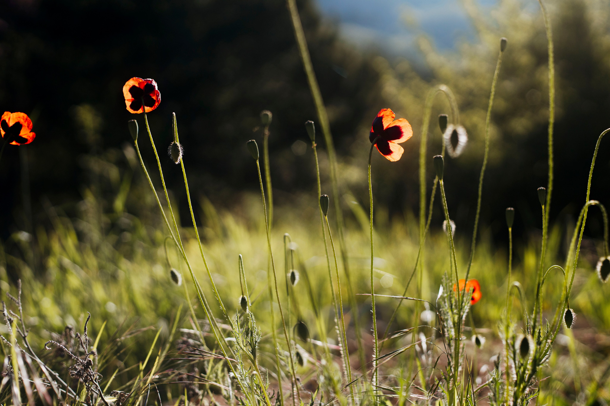 МореНебоОблака. Ваш портретный фотограф в Москве Катя Прокофьева