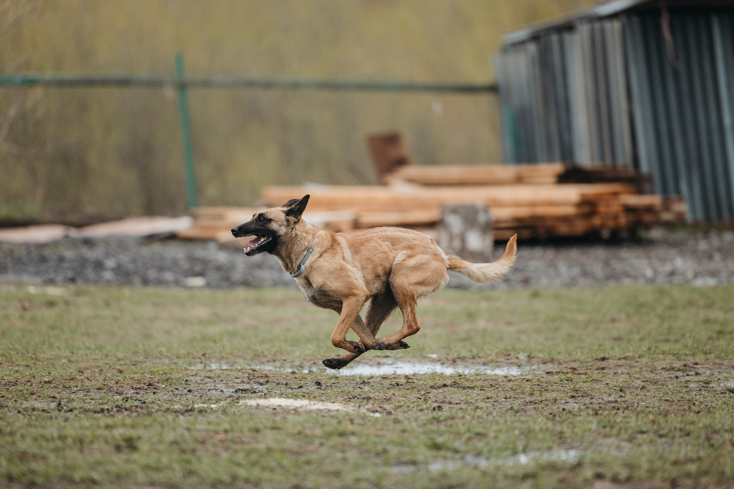09.05.25 Вологда соревнования. Фотограф-анималист Анна Маринич