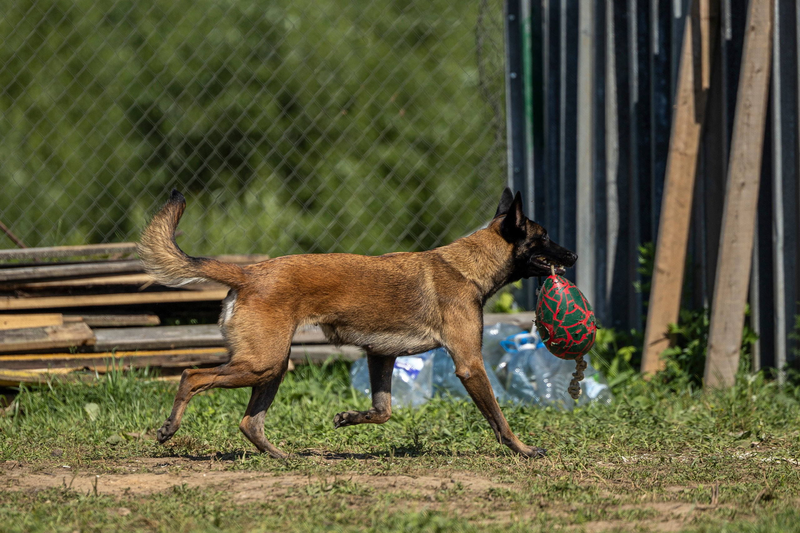 Соревнования по Мондьорингу г. Вологда 10-11.08.2024. Фотограф-анималист Анна Маринич