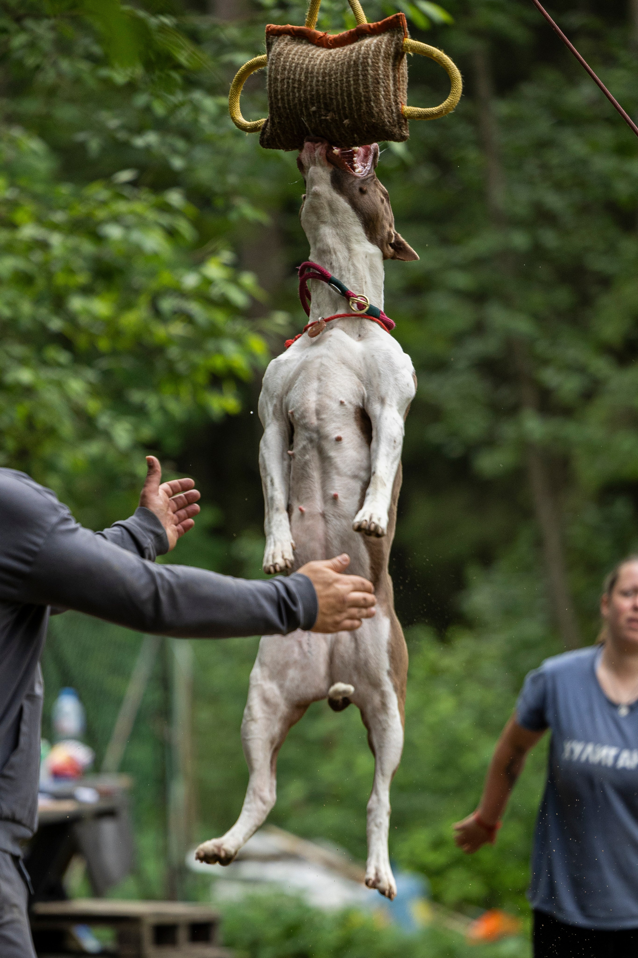 Пит-стафф многоборье. Фотограф-анималист Анна Маринич