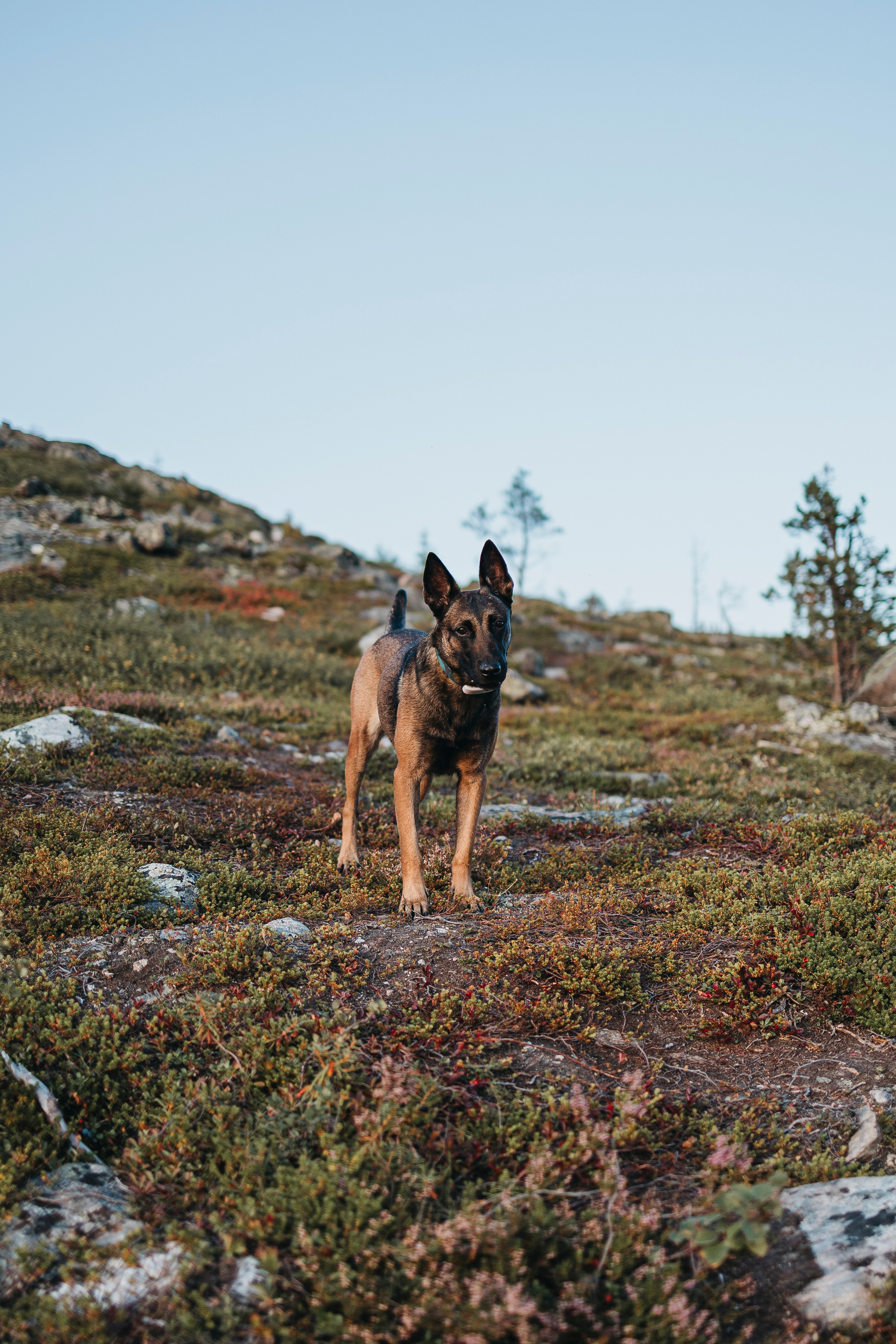 Горы. Фотограф-анималист Анна Маринич