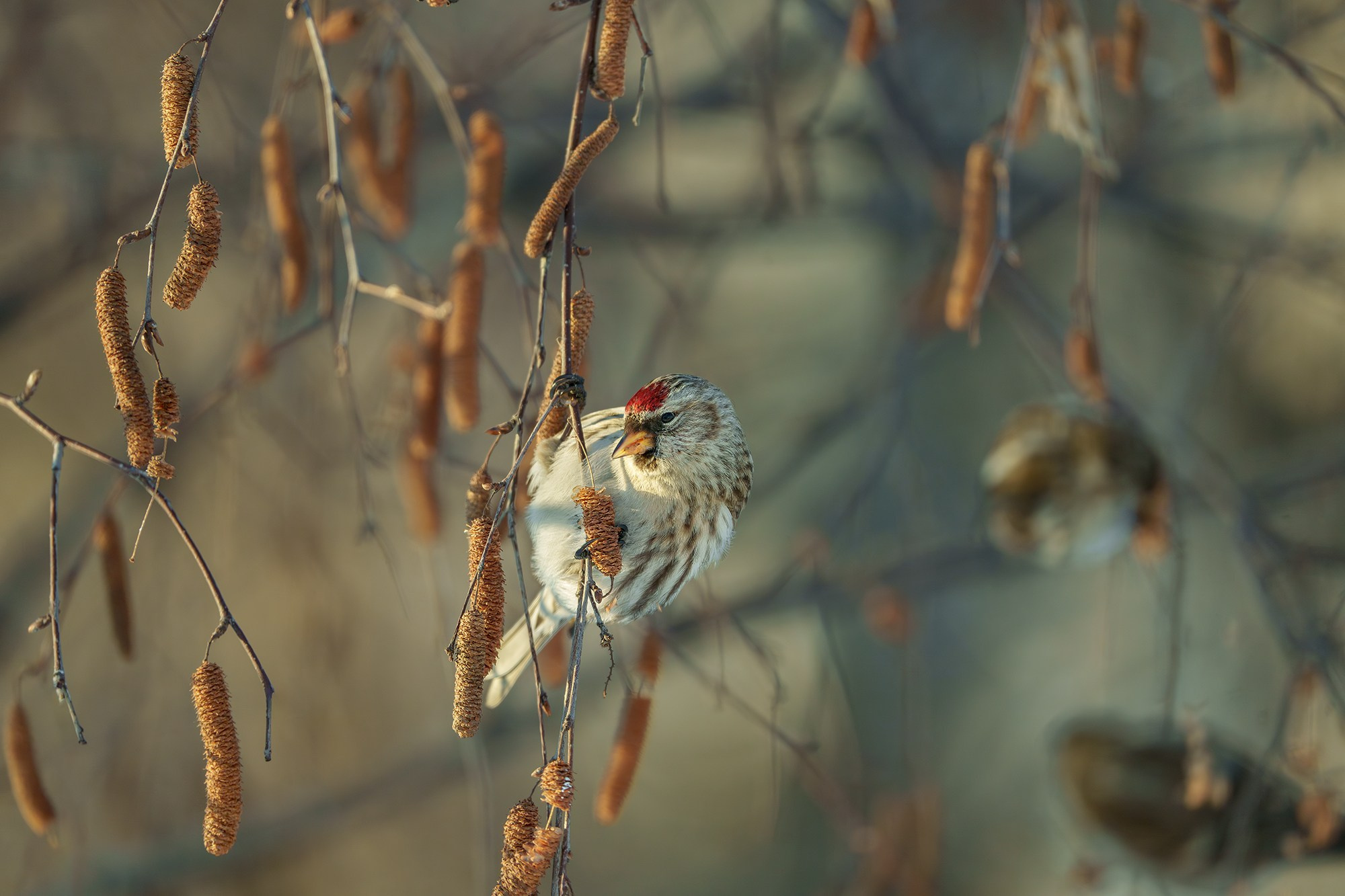 Удивительные мир птиц. Вокруг нас столько прекрасного — присмотритесь!. Ваш личный фотограф Марина Волкова