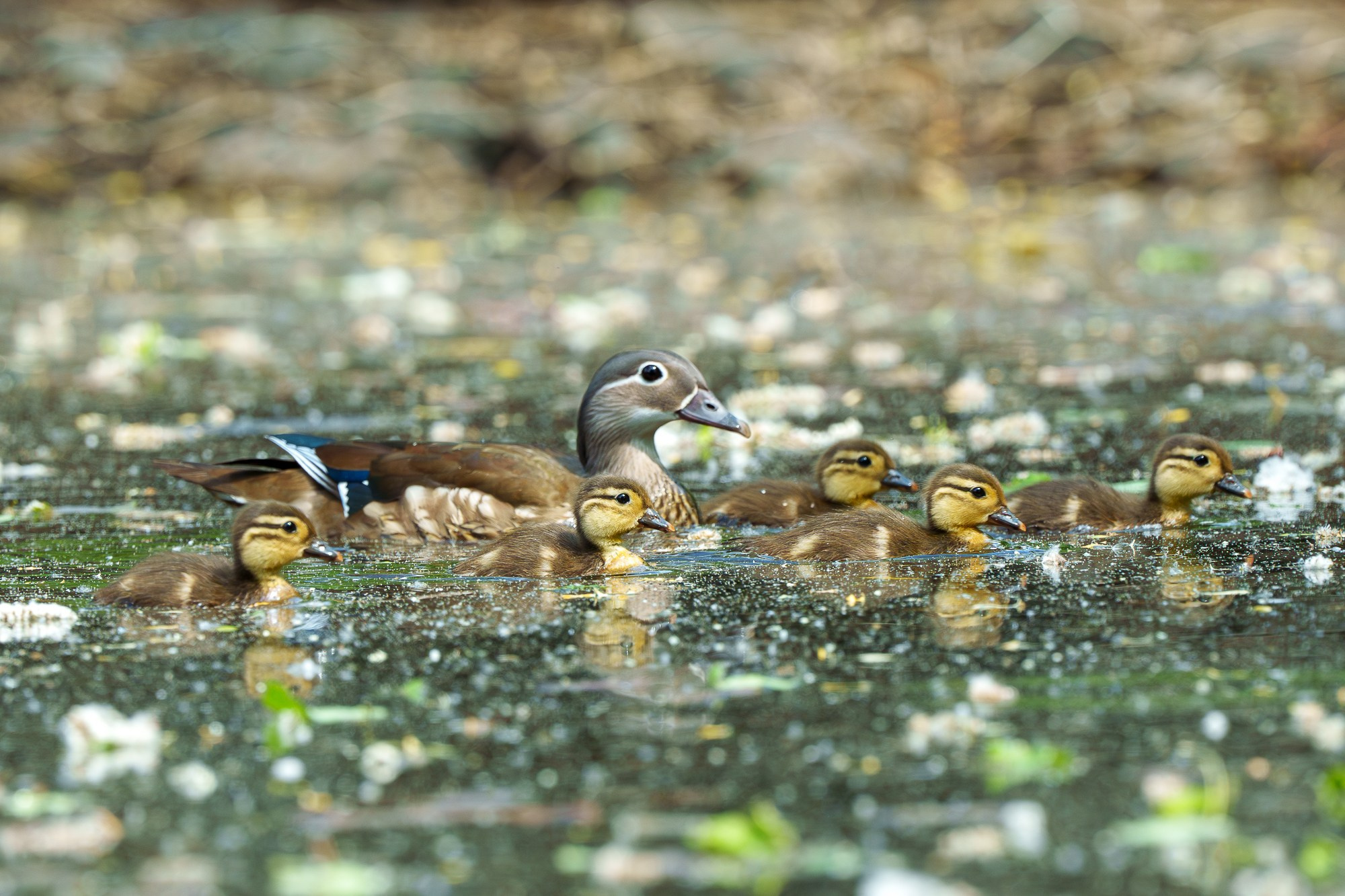 Удивительные мир птиц. Вокруг нас столько прекрасного — присмотритесь!. Ваш личный фотограф Марина Волкова