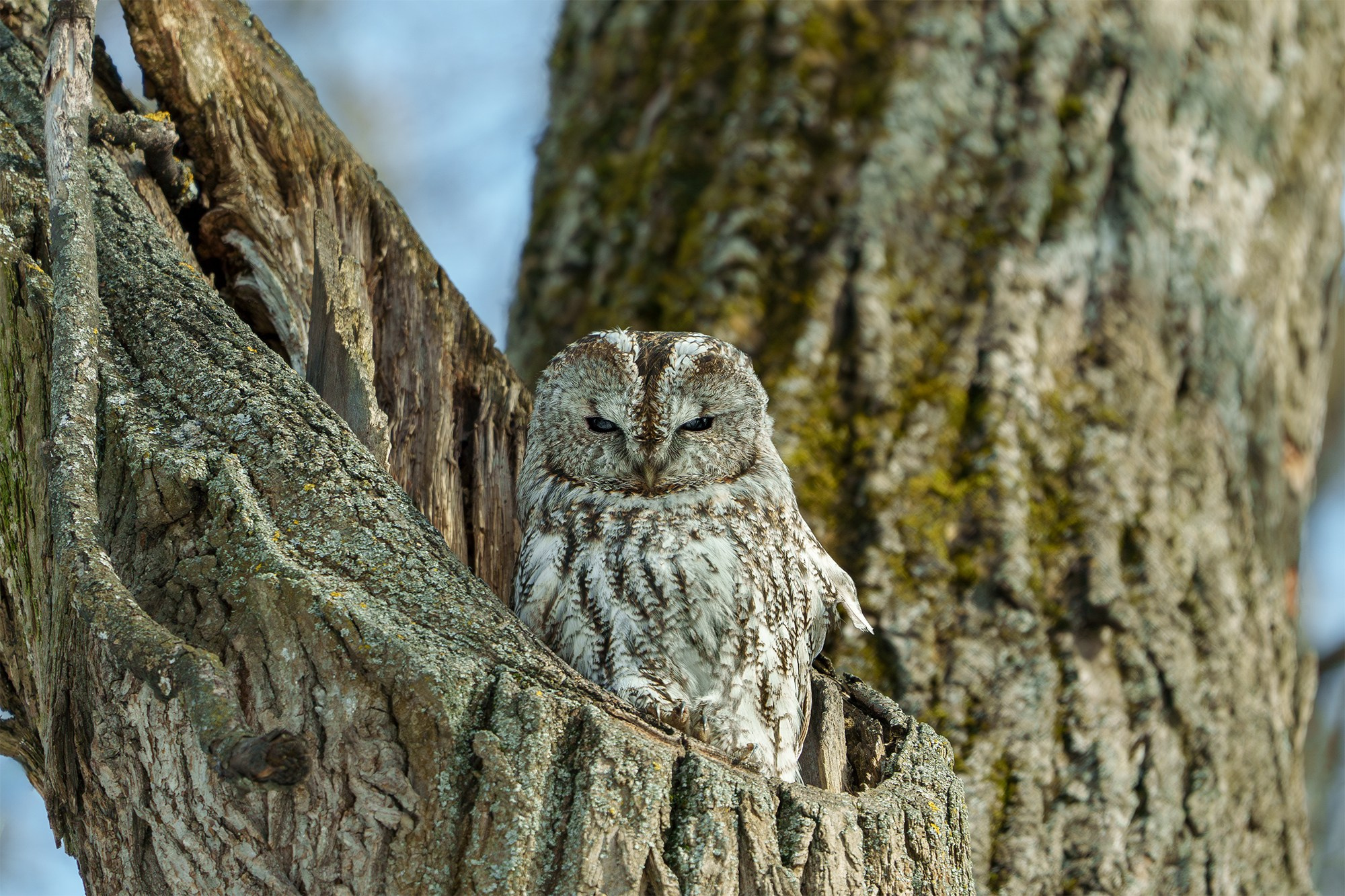 Удивительные мир птиц. Вокруг нас столько прекрасного — присмотритесь!. Ваш личный фотограф Марина Волкова
