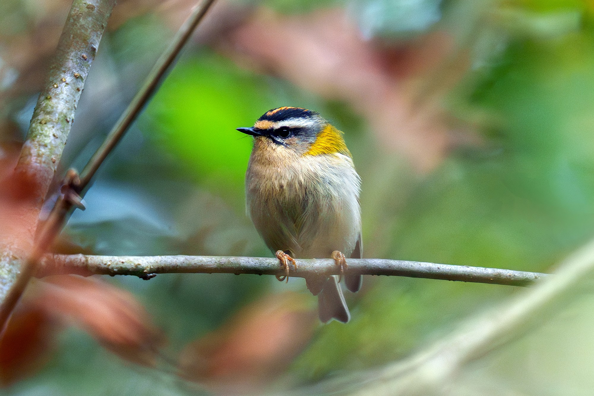 Удивительные мир птиц. Вокруг нас столько прекрасного — присмотритесь!. Ваш личный фотограф Марина Волкова