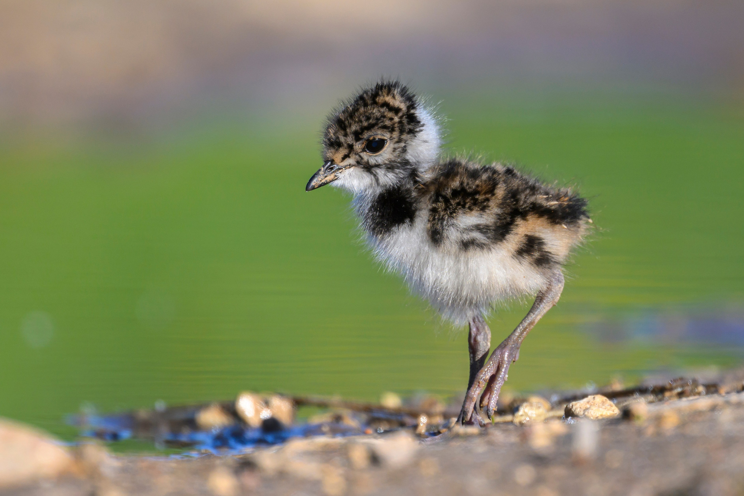 Чибисята. Wildlife photography by Sergey Puponin