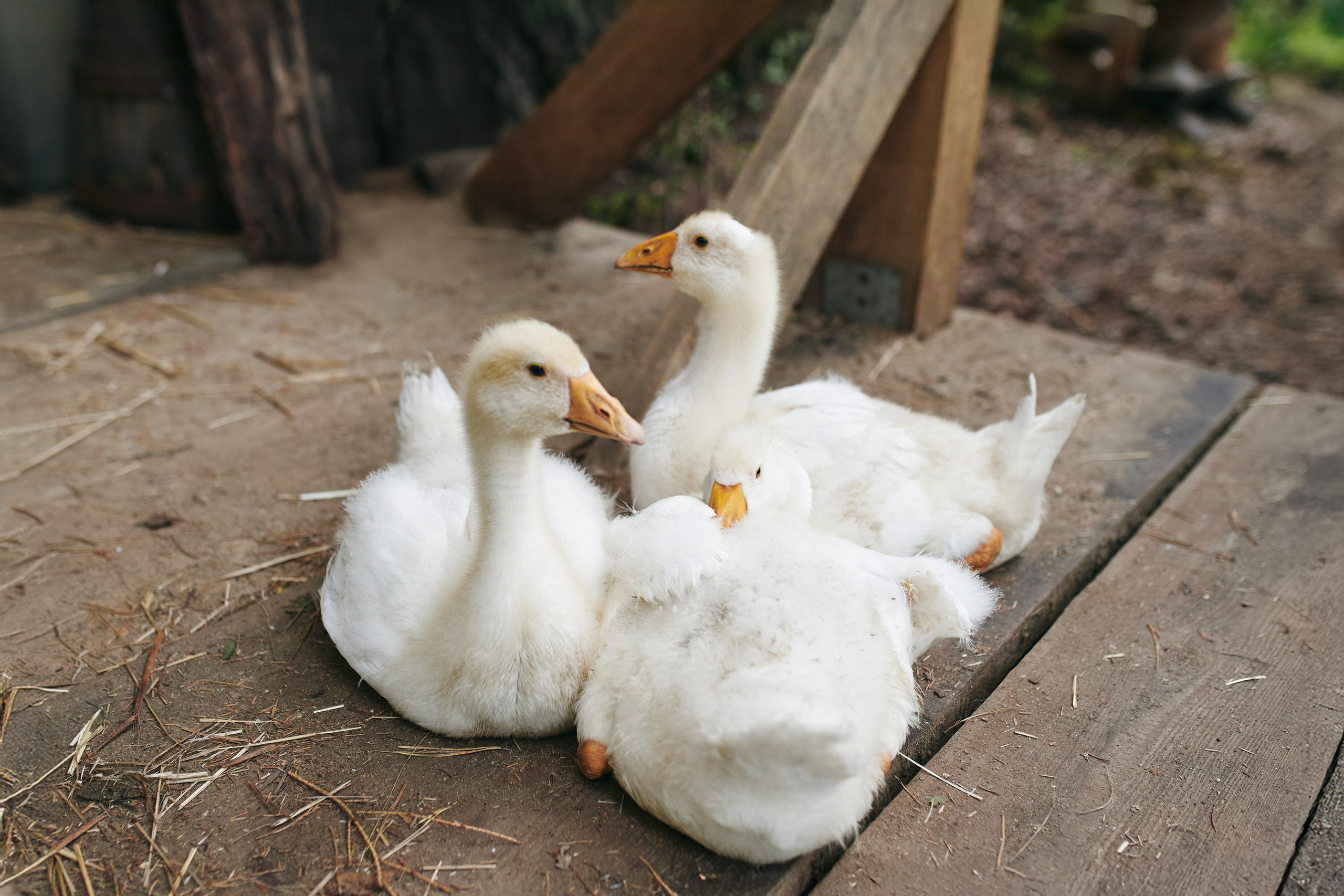 В зачарованном саду. Фотограф Слава Кайгородов