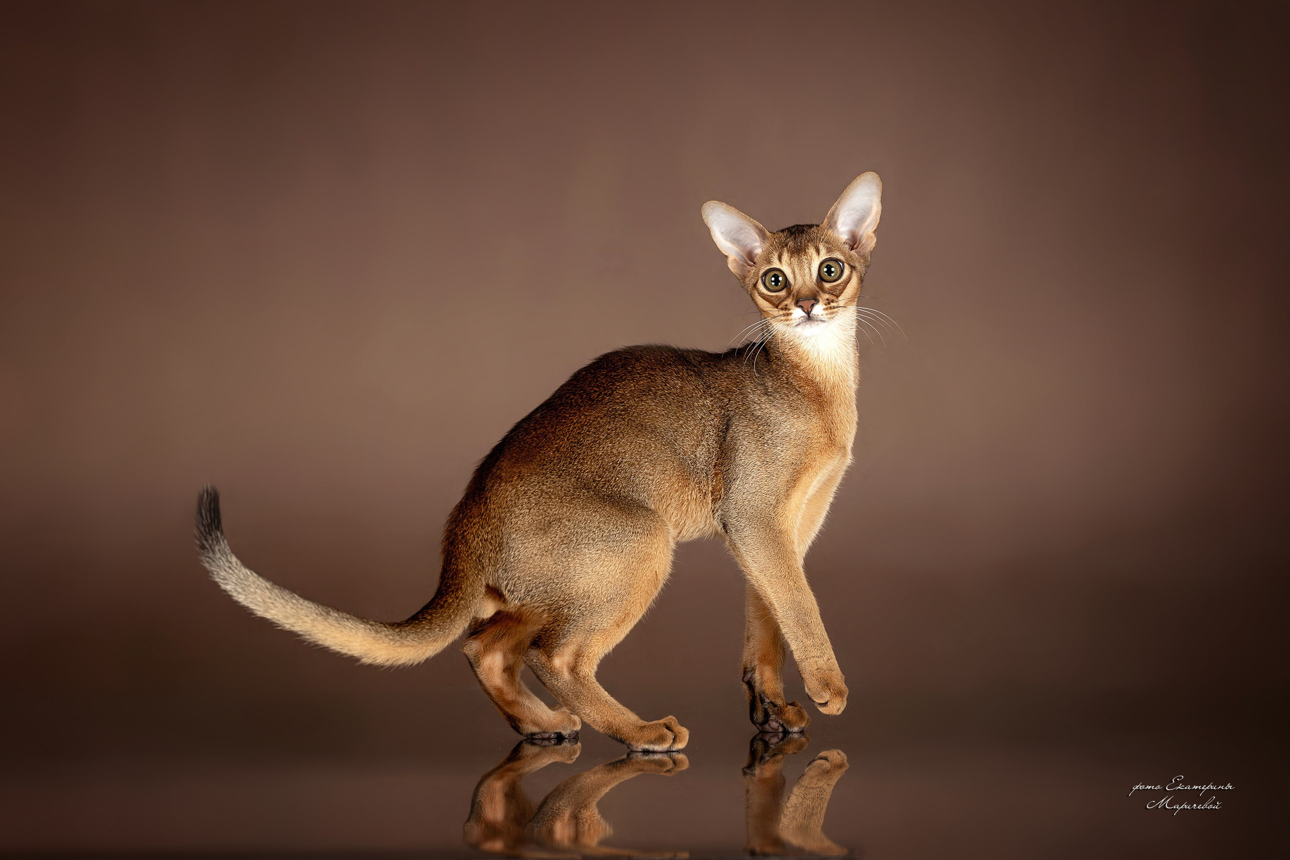 Стендовая съёмка на выставках кошек. Фотограф-анималист в Омске Екатерина Маричева