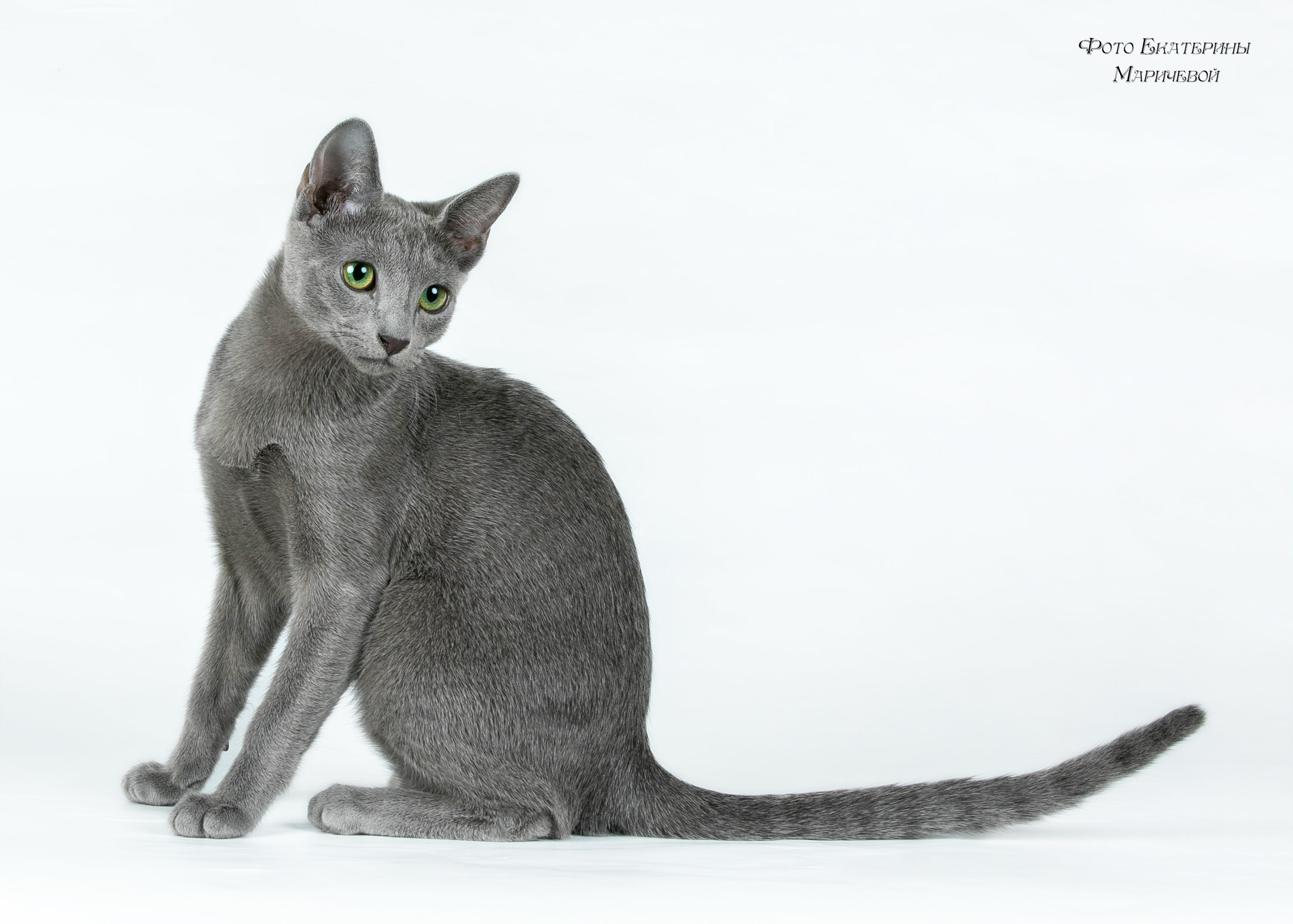 Фоны чёрный, белый, серый. Фотограф-анималист в Омске Екатерина Маричева