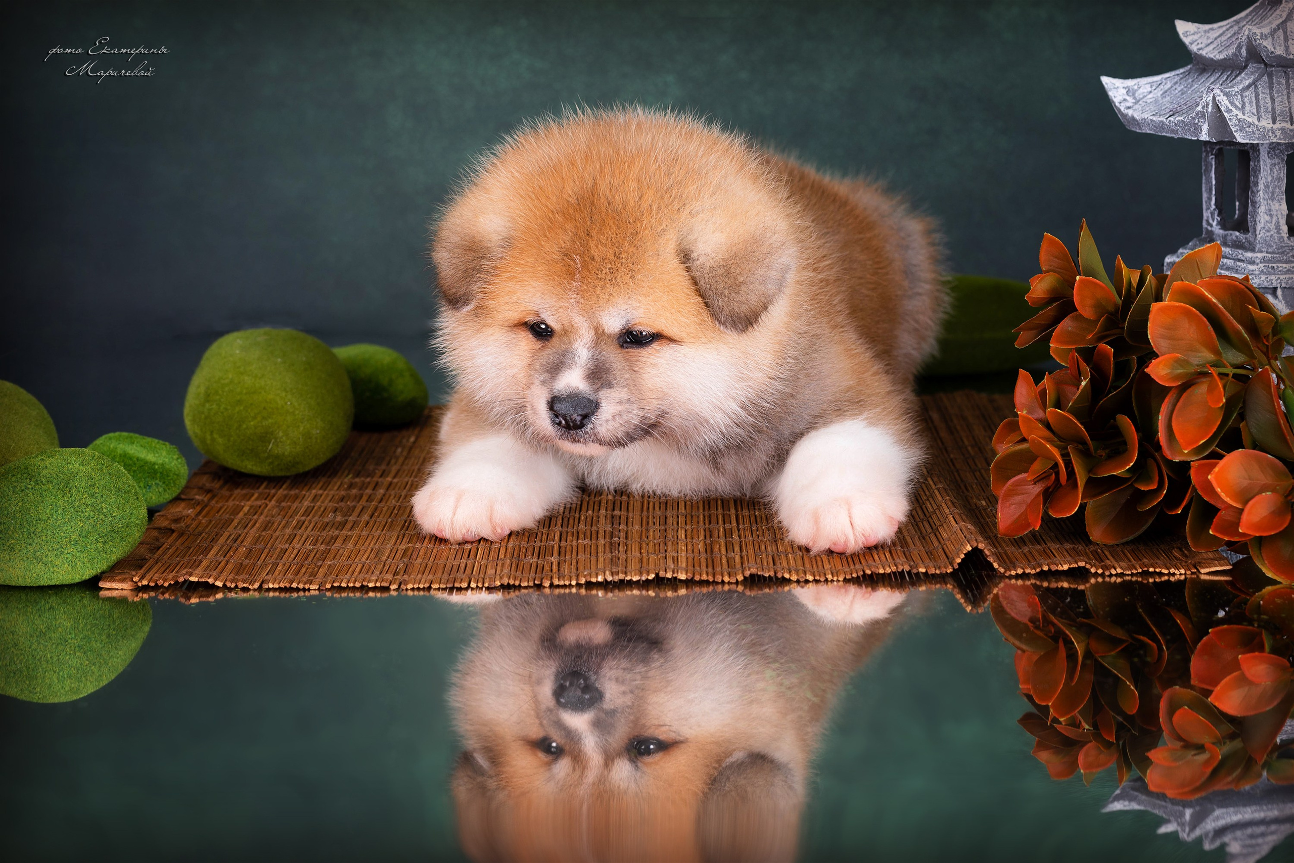 Галерея щенков. Фотограф-анималист в Омске Екатерина Маричева