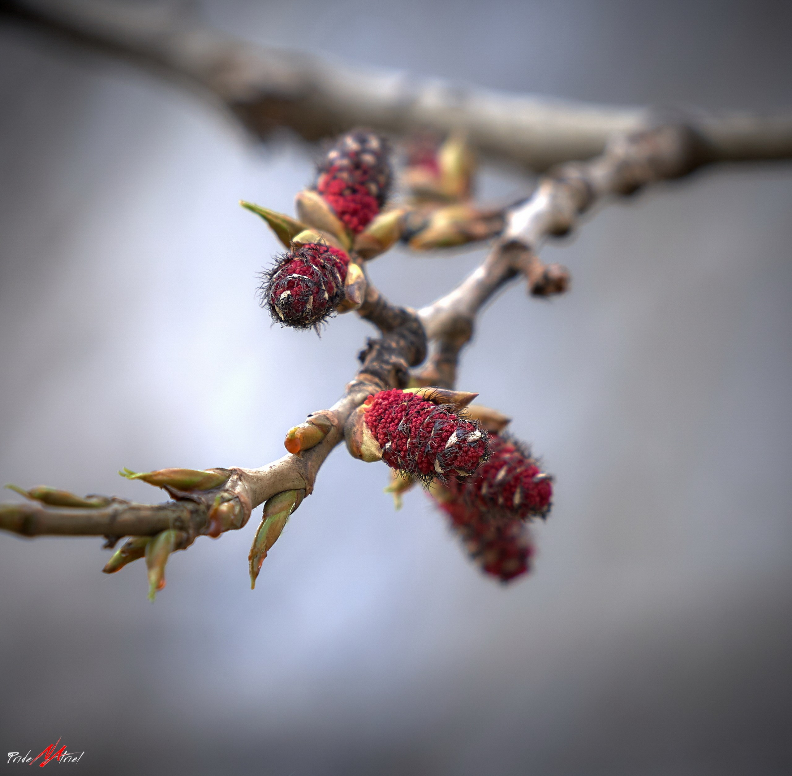 Лютики-цветочки — галерея NATRIEL