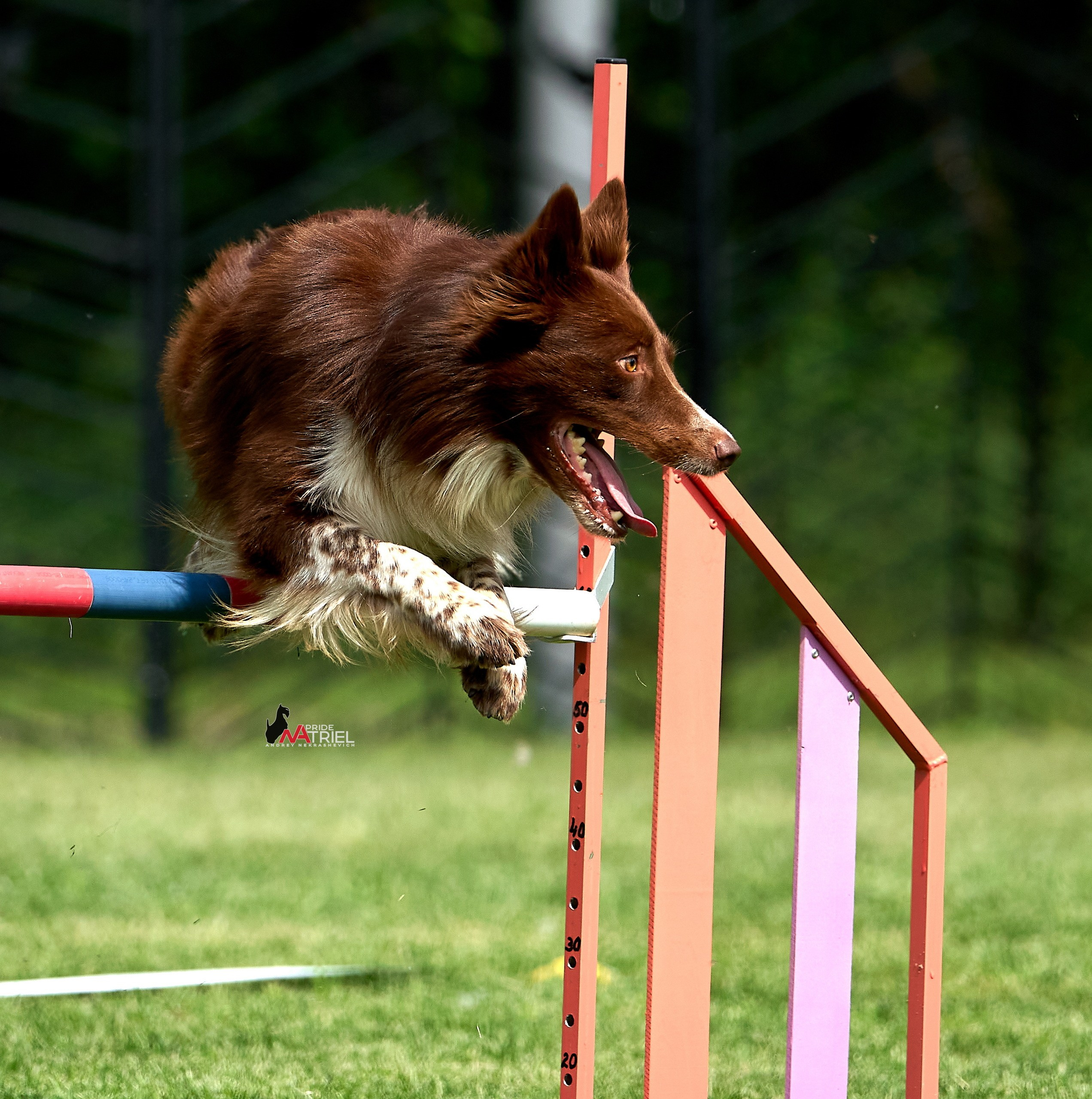 Аджилити — галерея NATRIEL