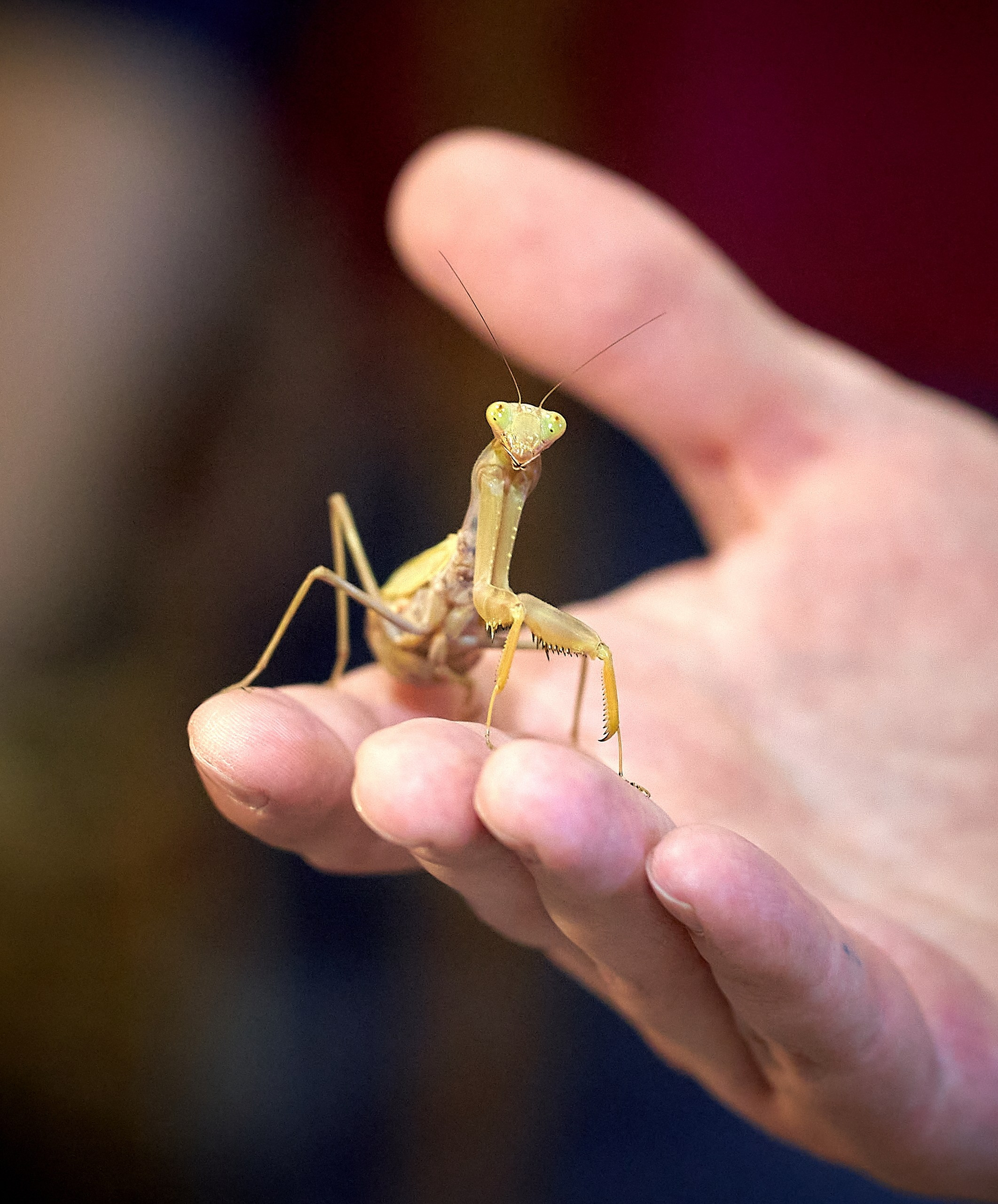 Макро-фото — галерея NATRIEL