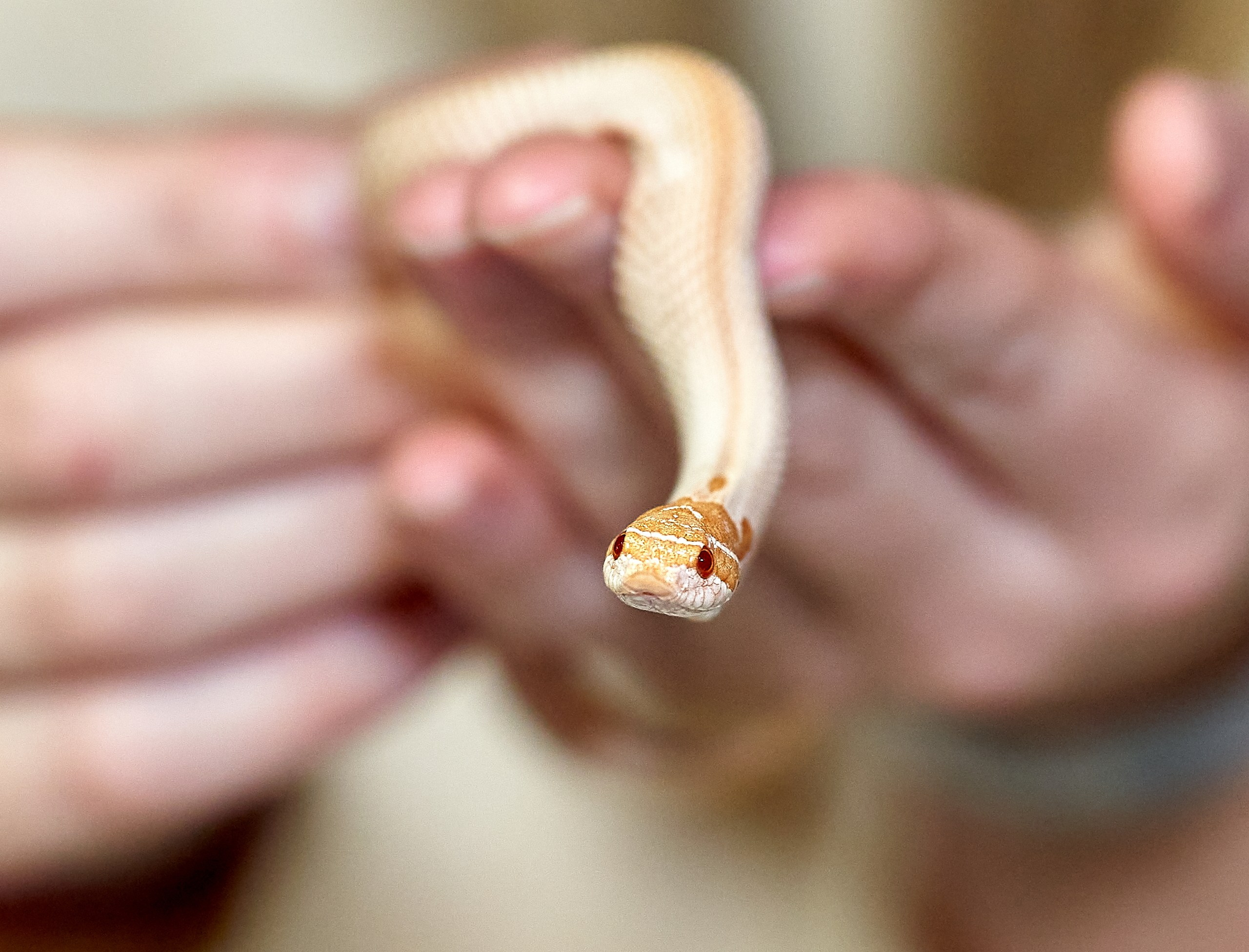 Рептилии — галерея NATRIEL