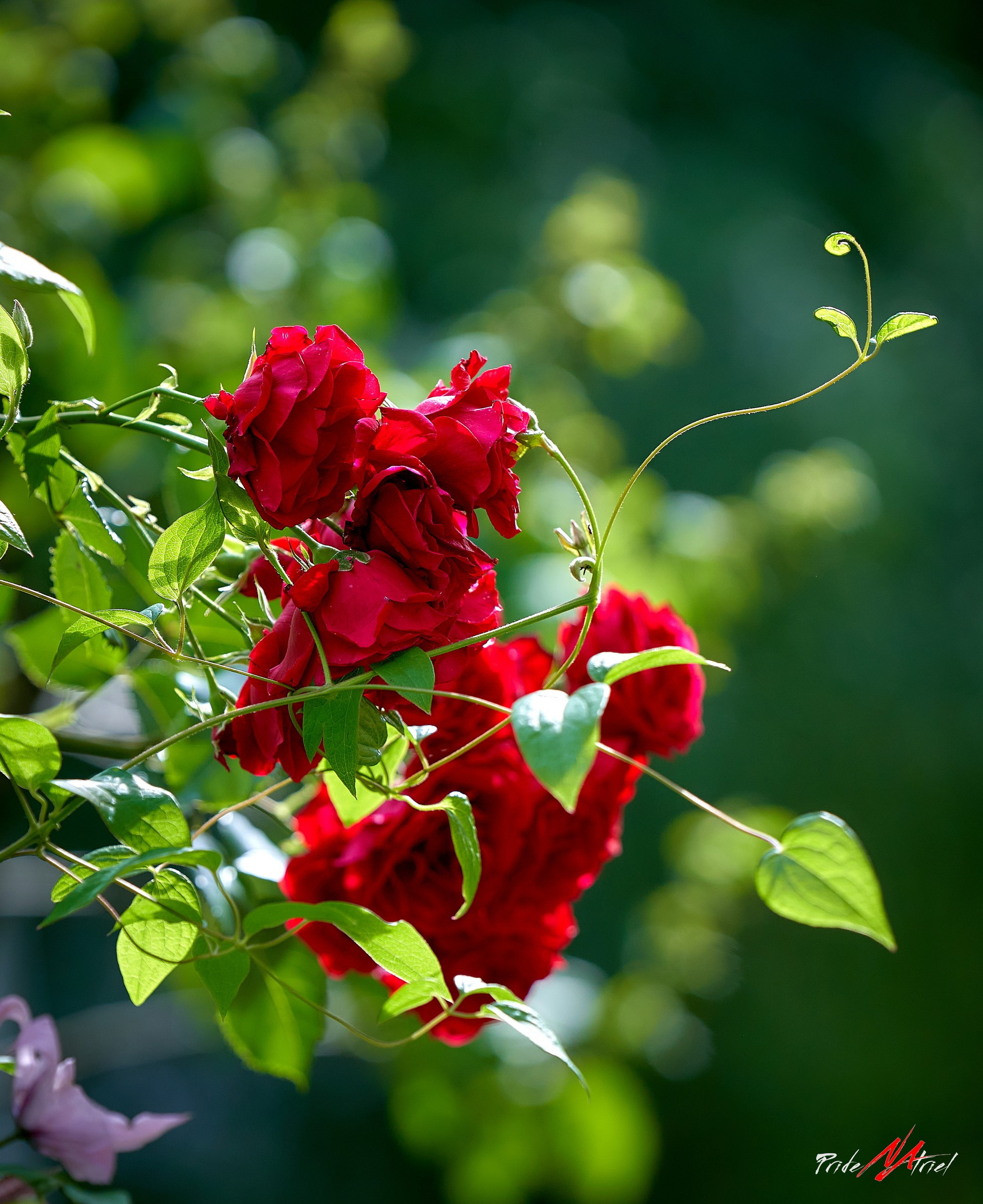 Лютики-цветочки — галерея NATRIEL