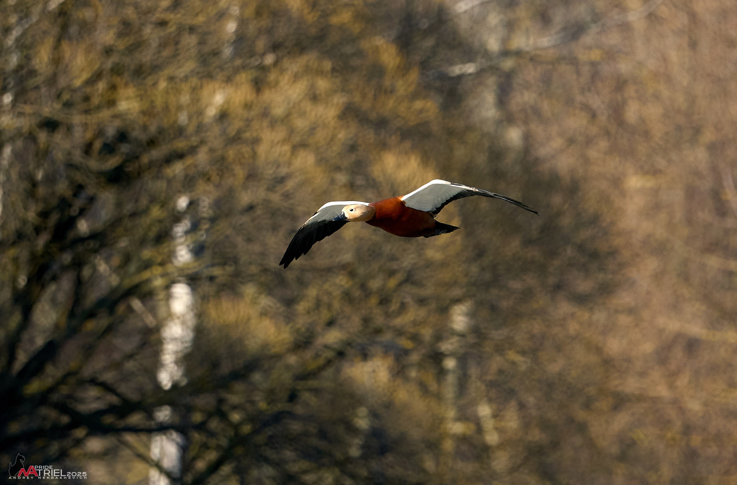 Фотопрогулка в Бутово