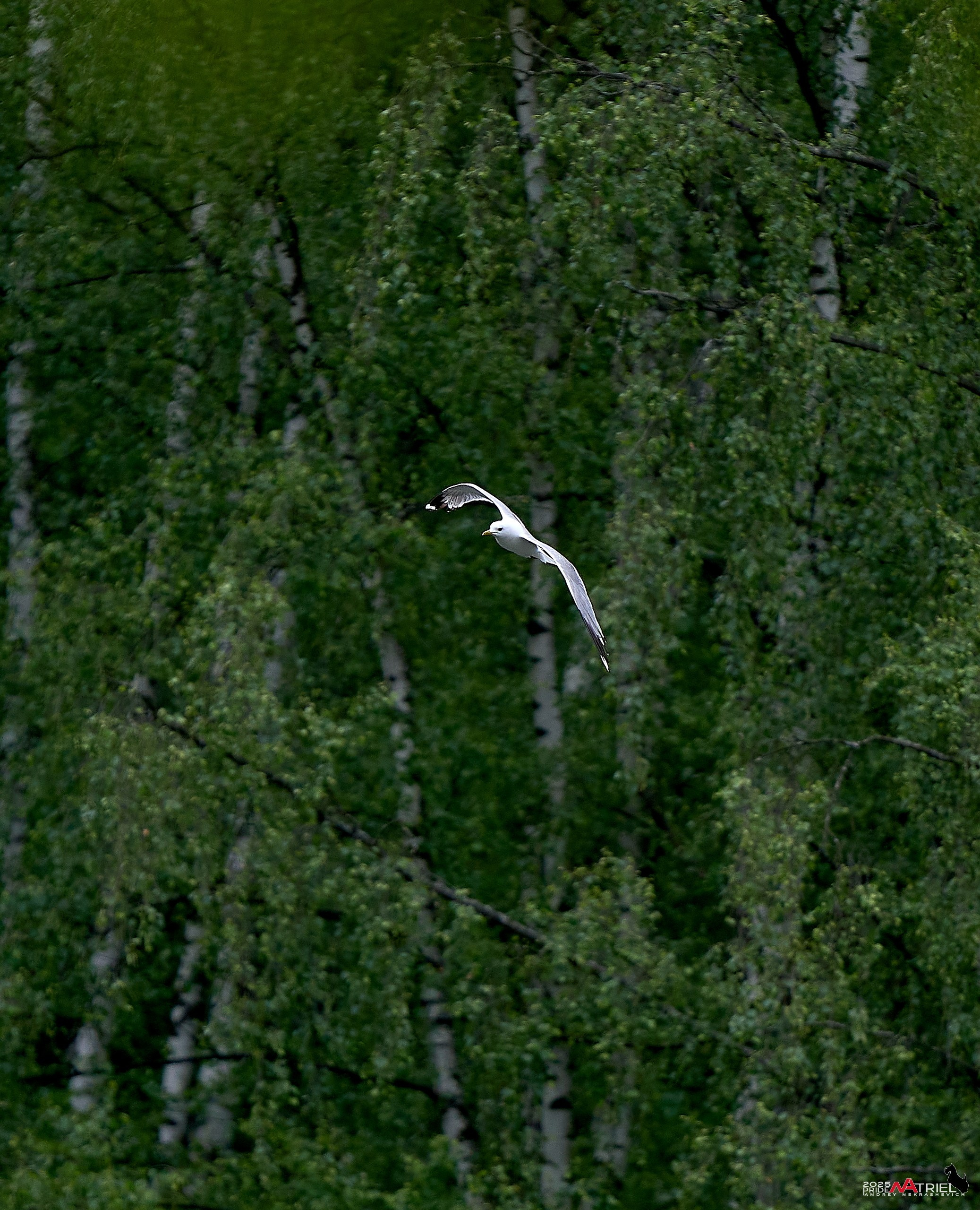 Съемка в парке на воде