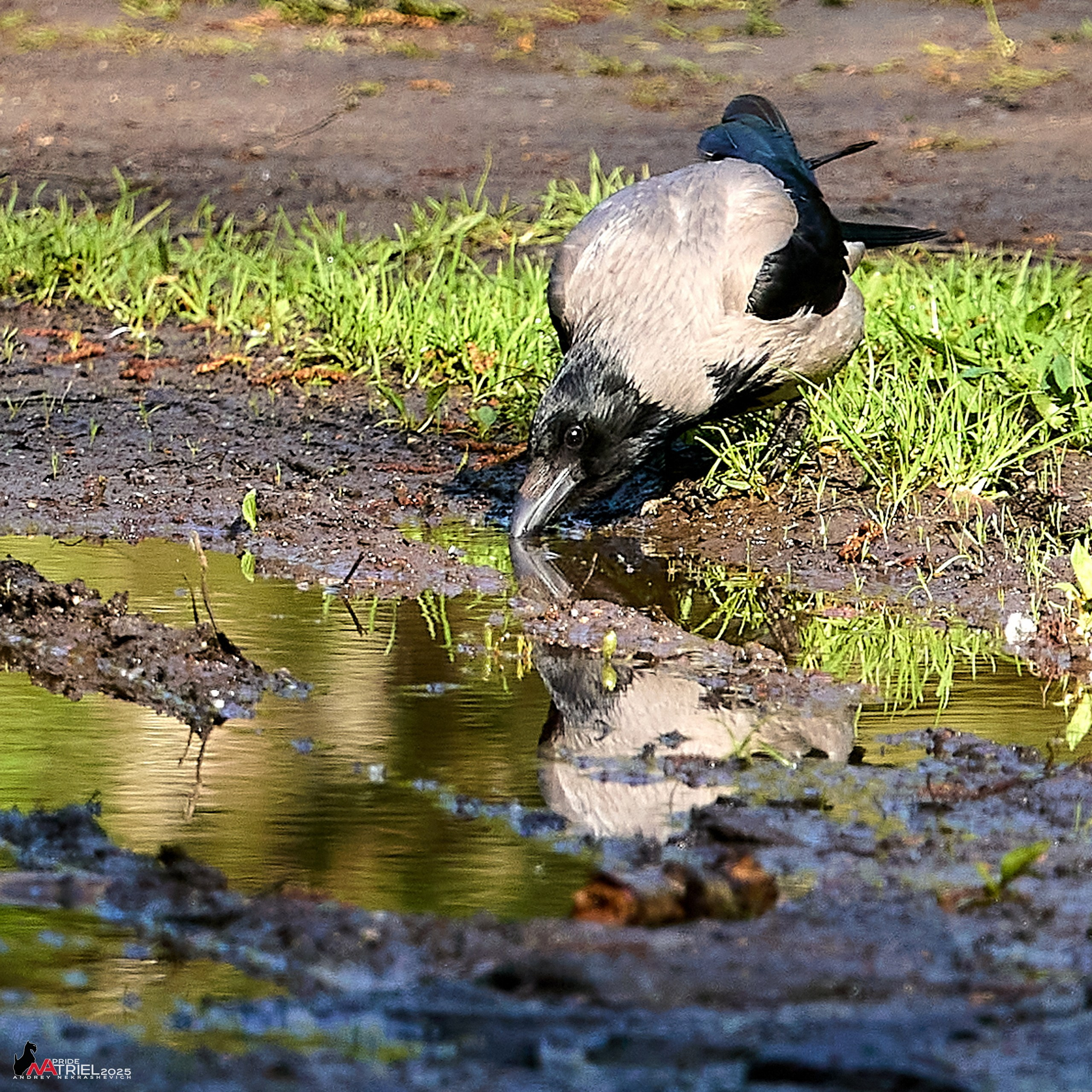 Съемка в майском лесу