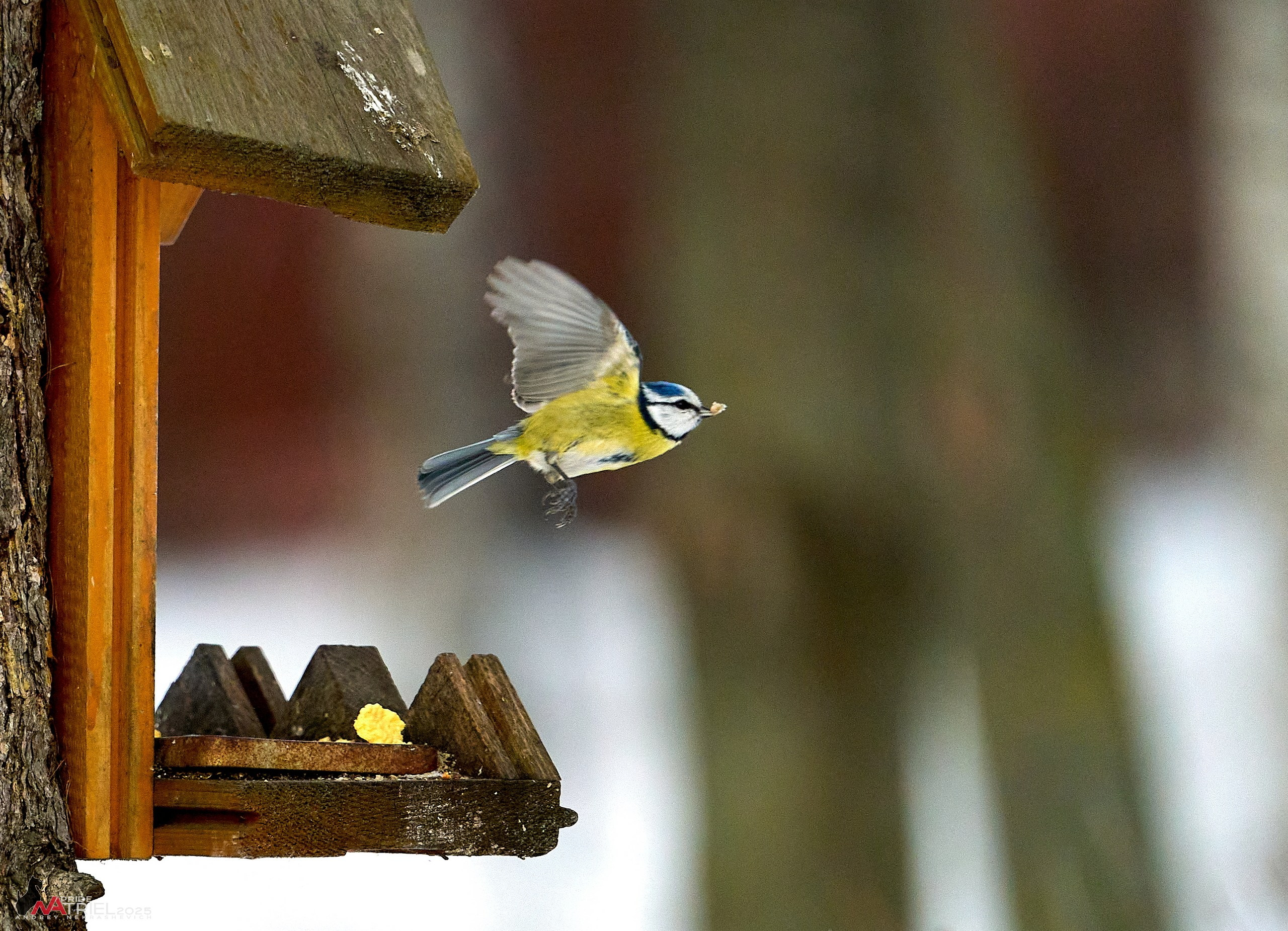 Фотопрогулка с птицами