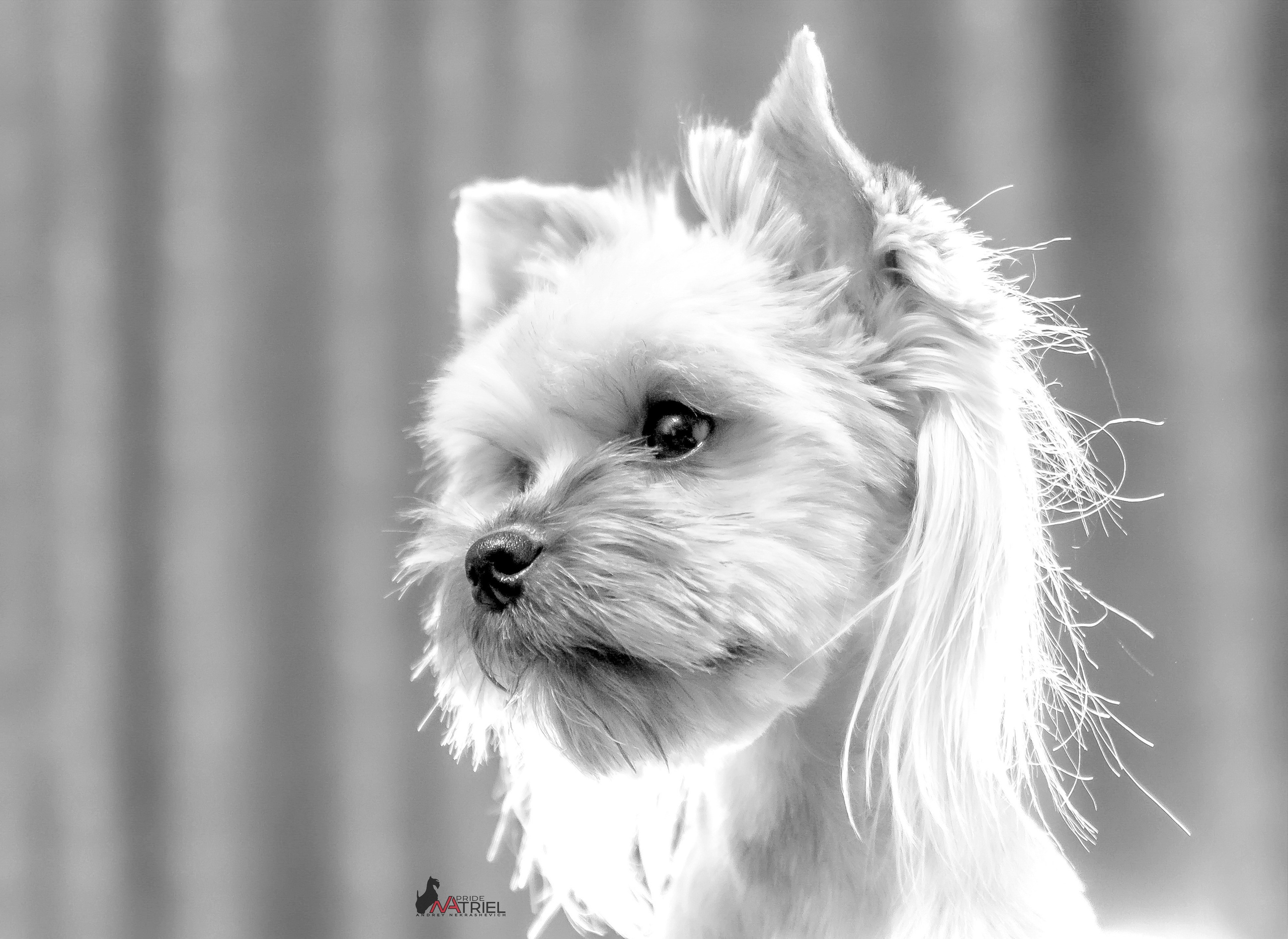 Йоркширский терьер Циля