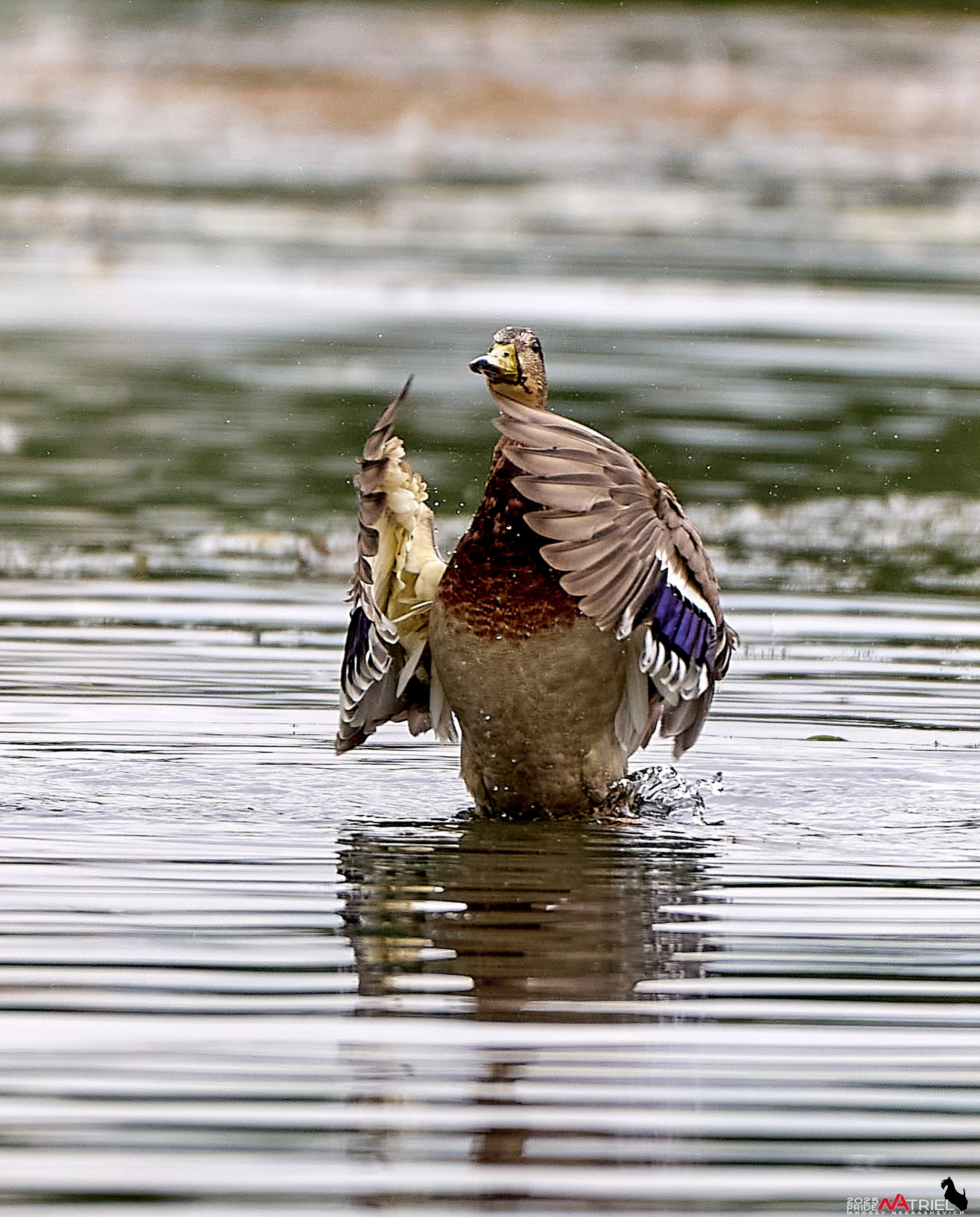 Утки на пруду