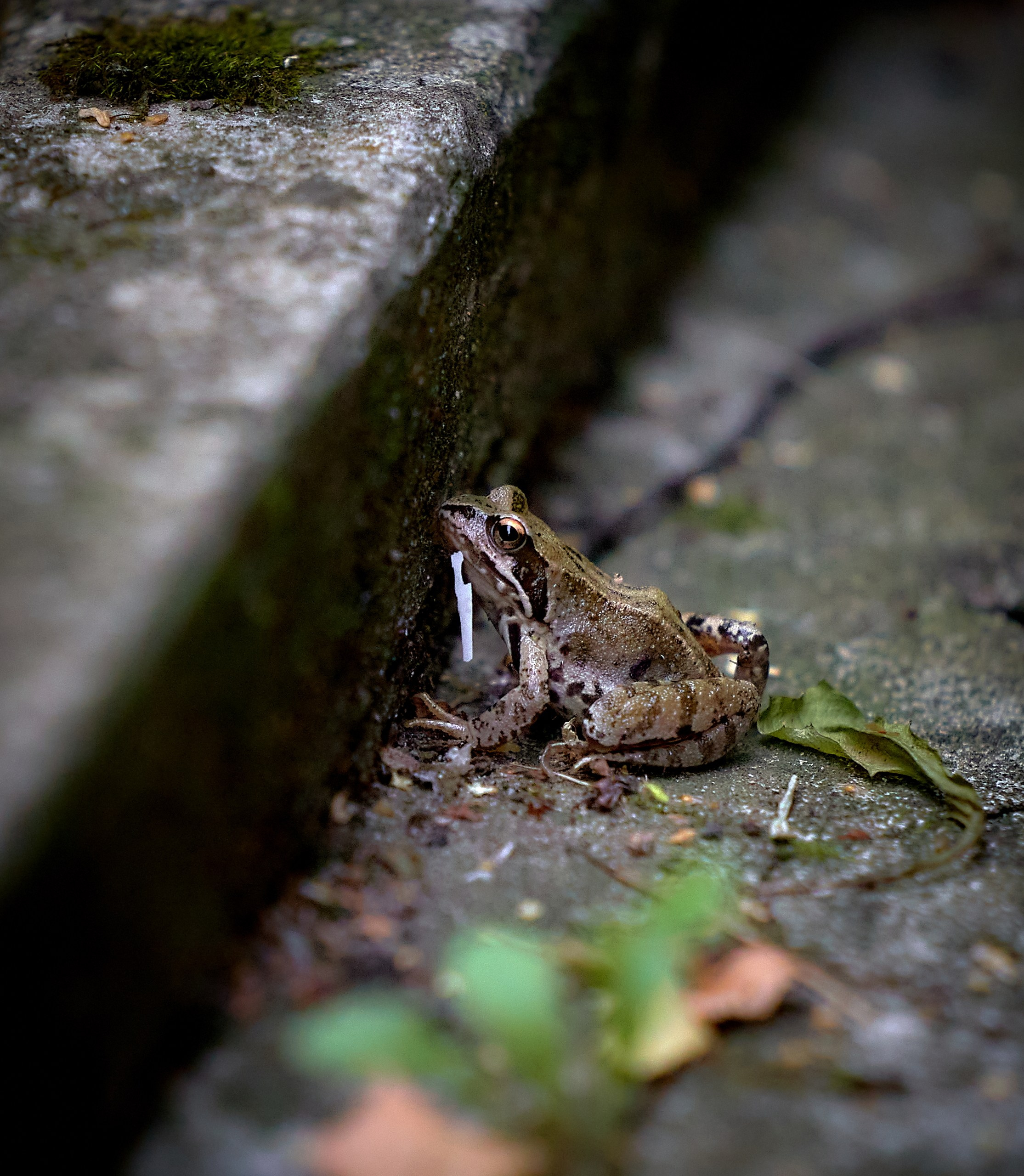 Рептилии — галерея NATRIEL