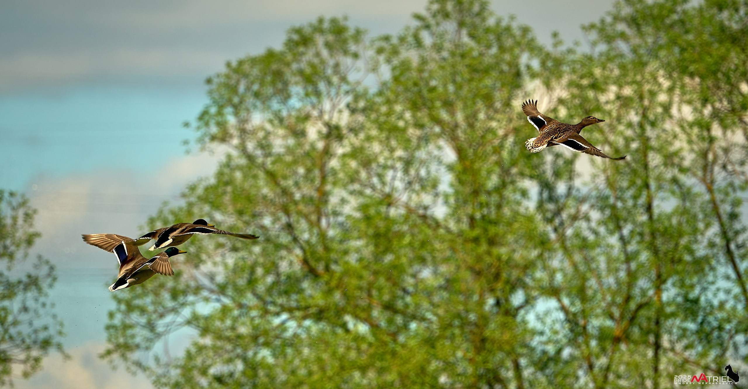 Птички и цветочки