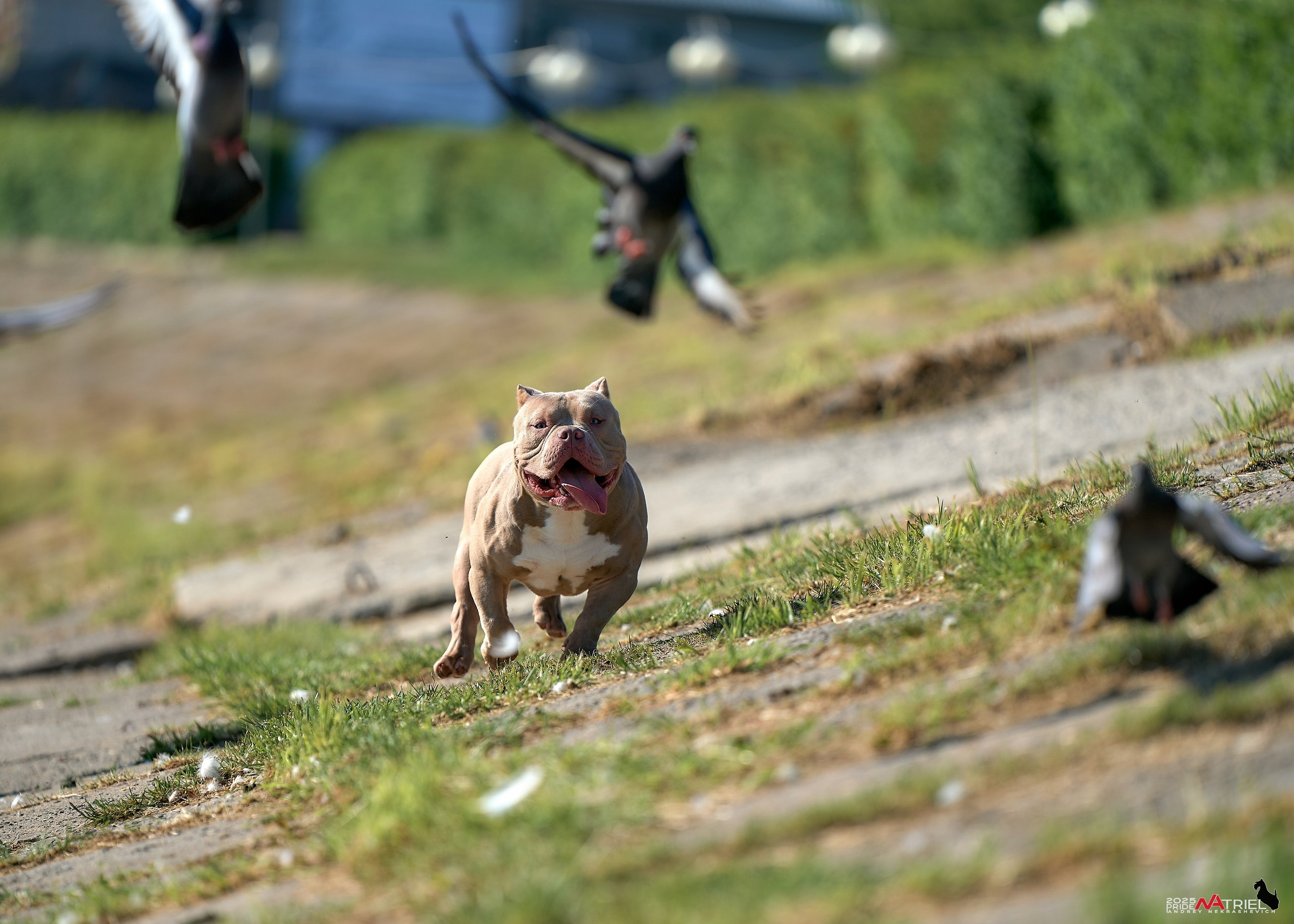 Съемка собак породы булли на природе