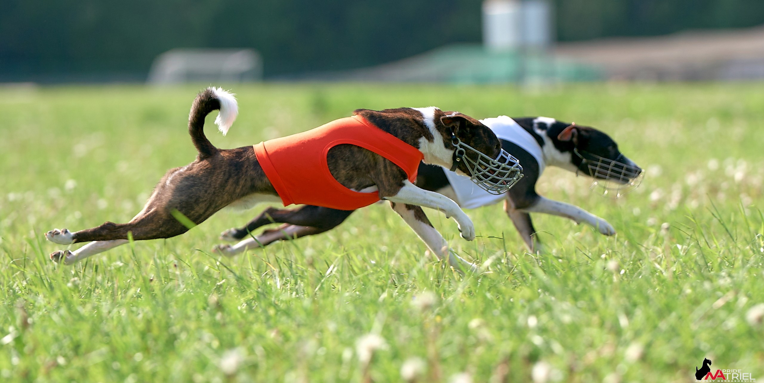 Съемка курсинг — галерея NATRIEL