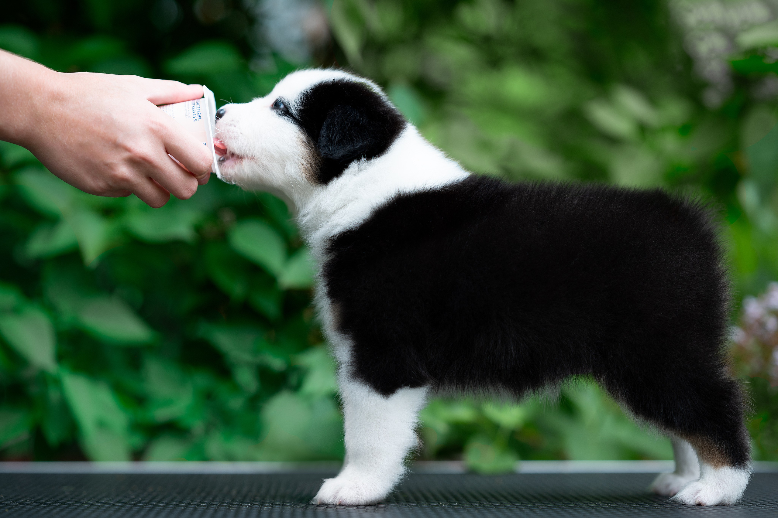 Заводчик Елизавета Степанова. Творческий фотограф Вологда