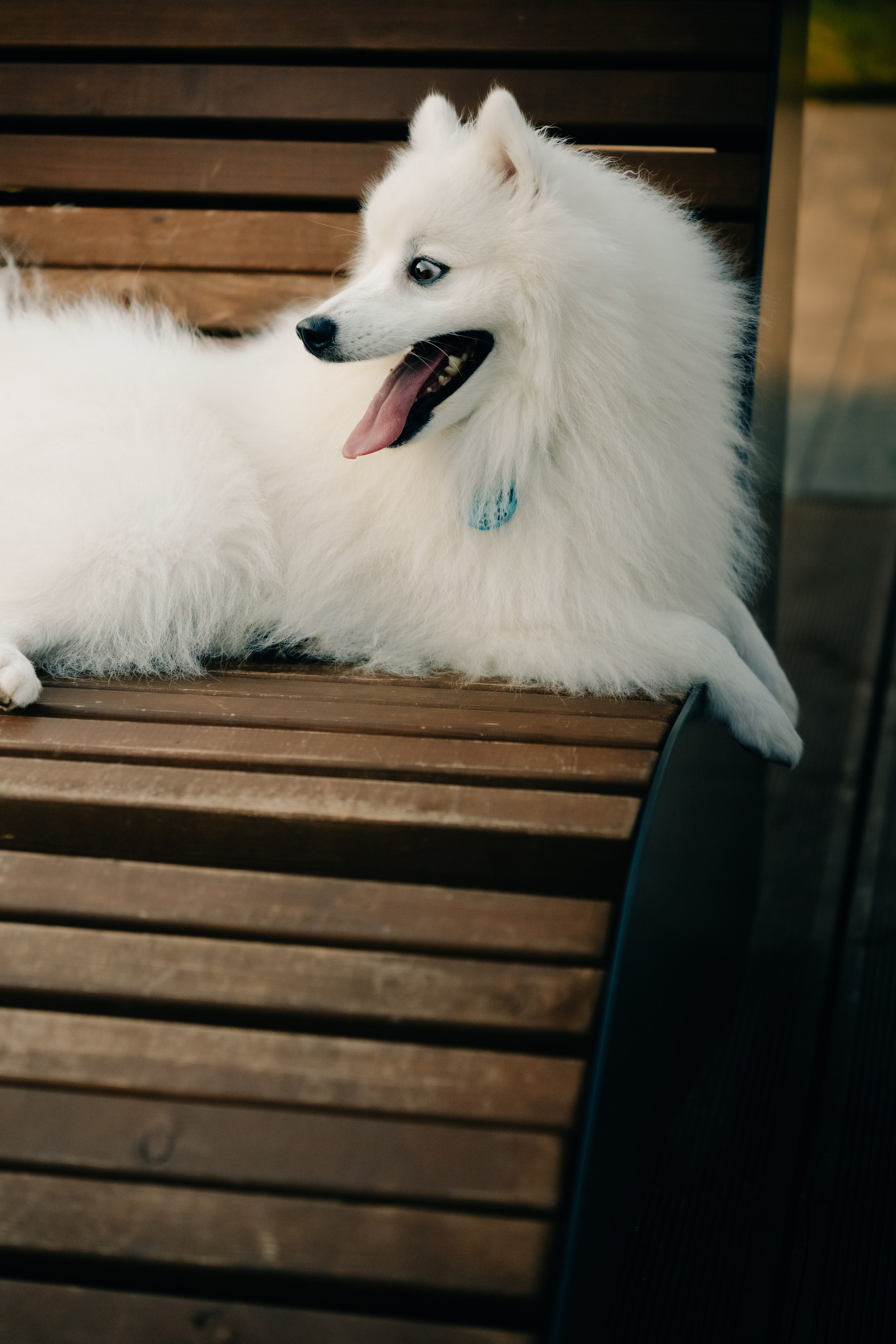 Зоопарк в моём багаже. Кошенкова Мария: портретный и репортажный фотограф. Санкт-Петербург