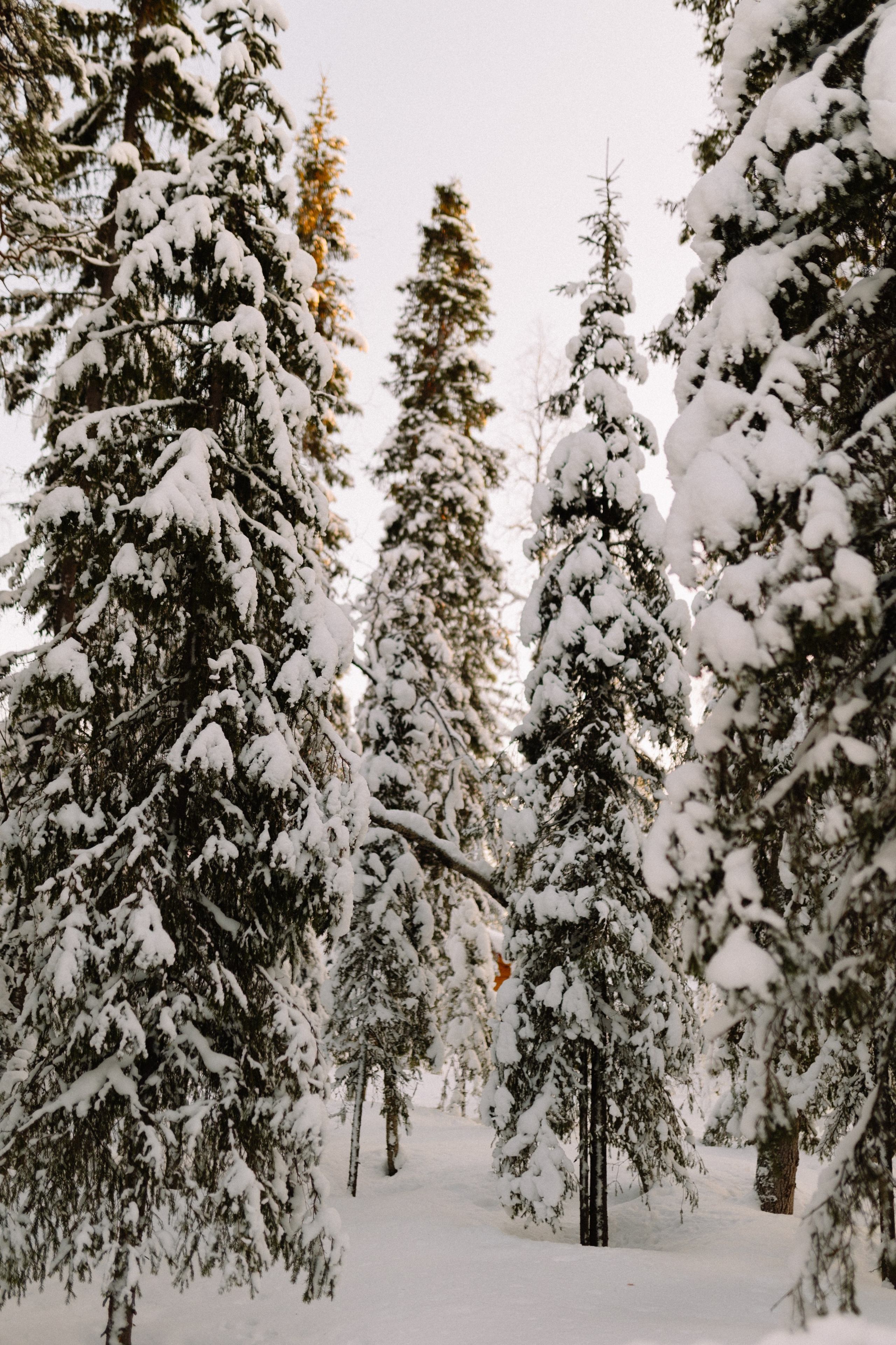 Зимняя прогулка за городом в Мурманске на фоне бескрайних заснеженных лесов.